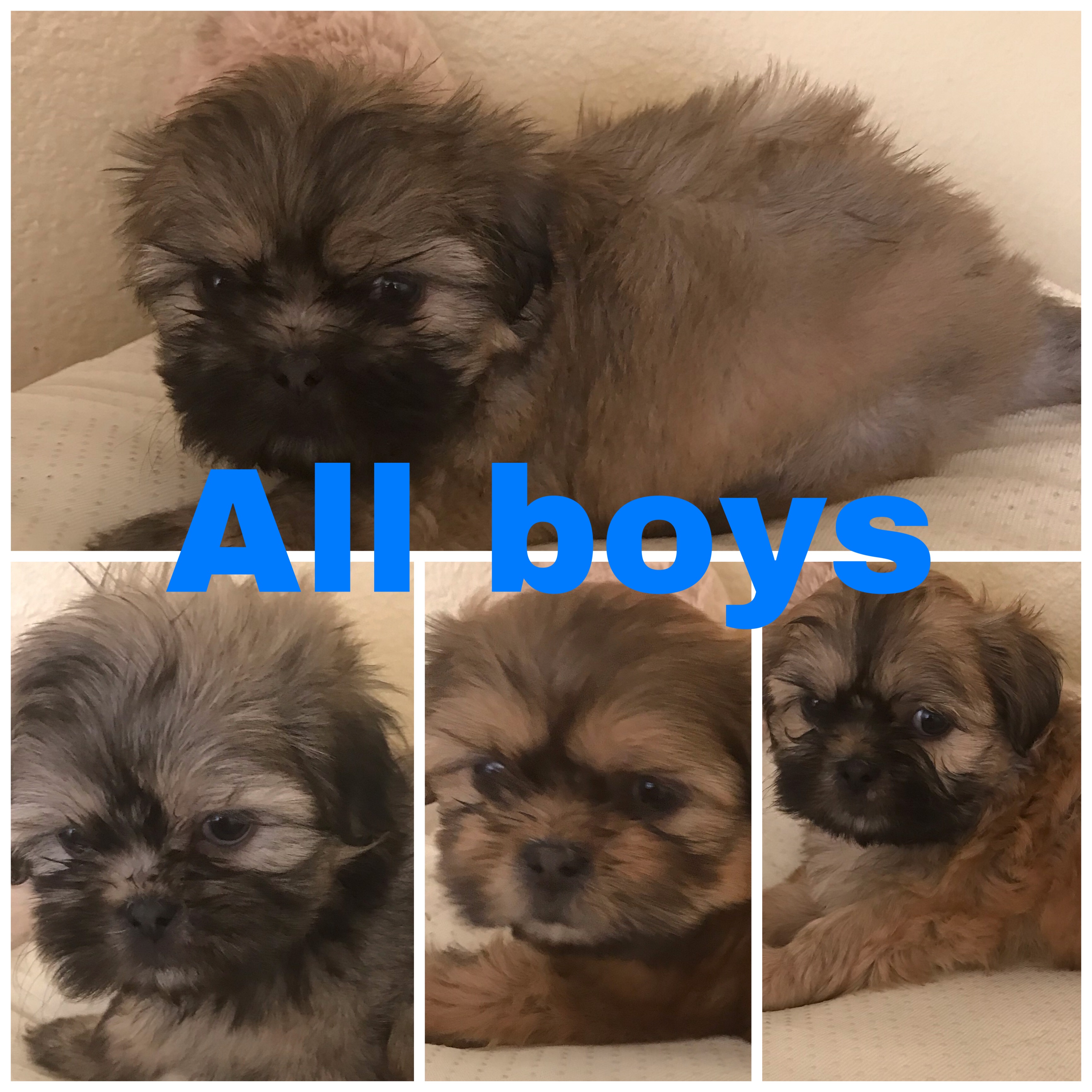 Shih Tzu Puppies For Sale Under 400 In Las Vegas Shih Tzu Dog