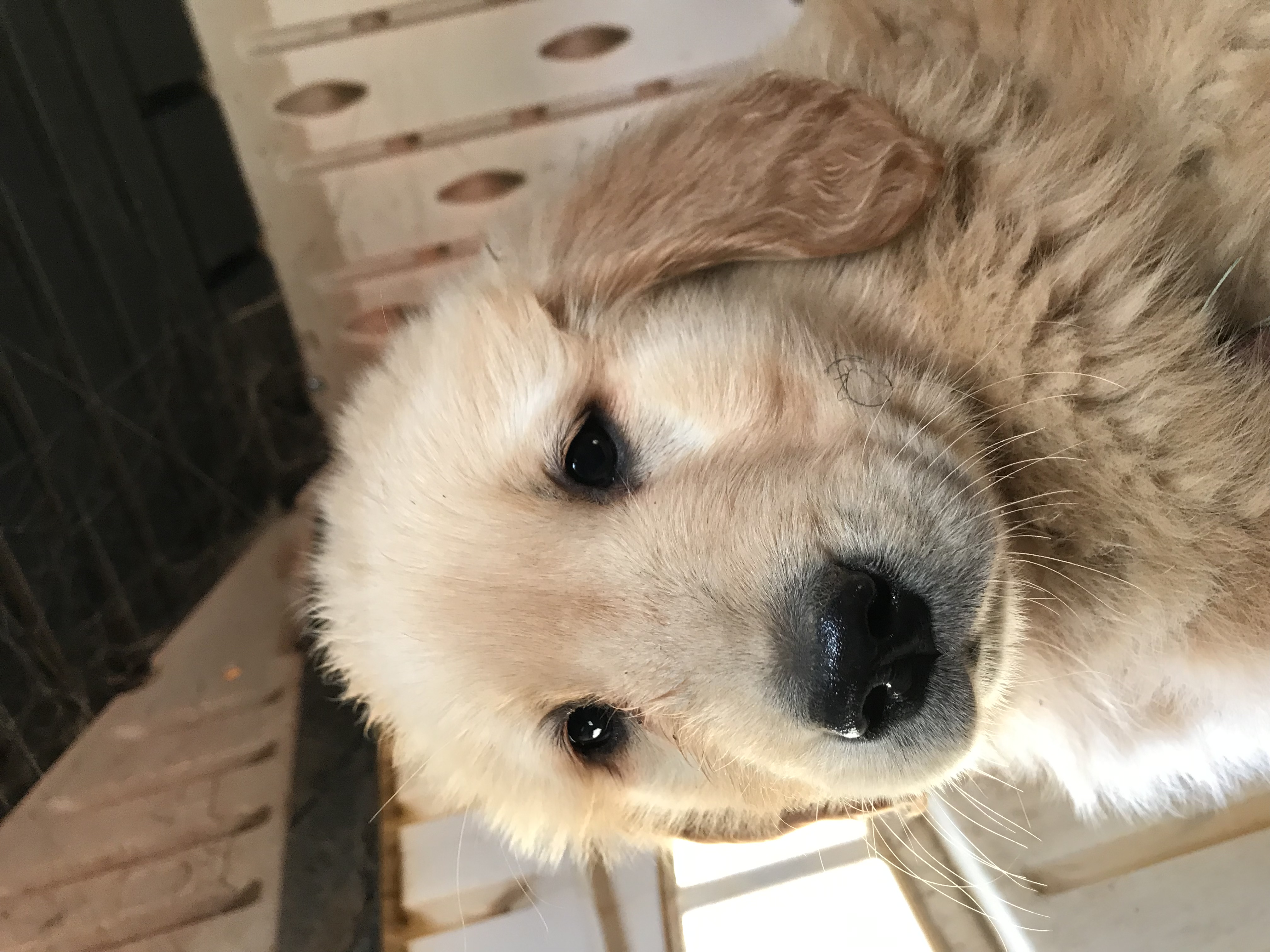 PennySaver | AKC GOLDEN RETRIEVER PUPPIES in Riverside ...