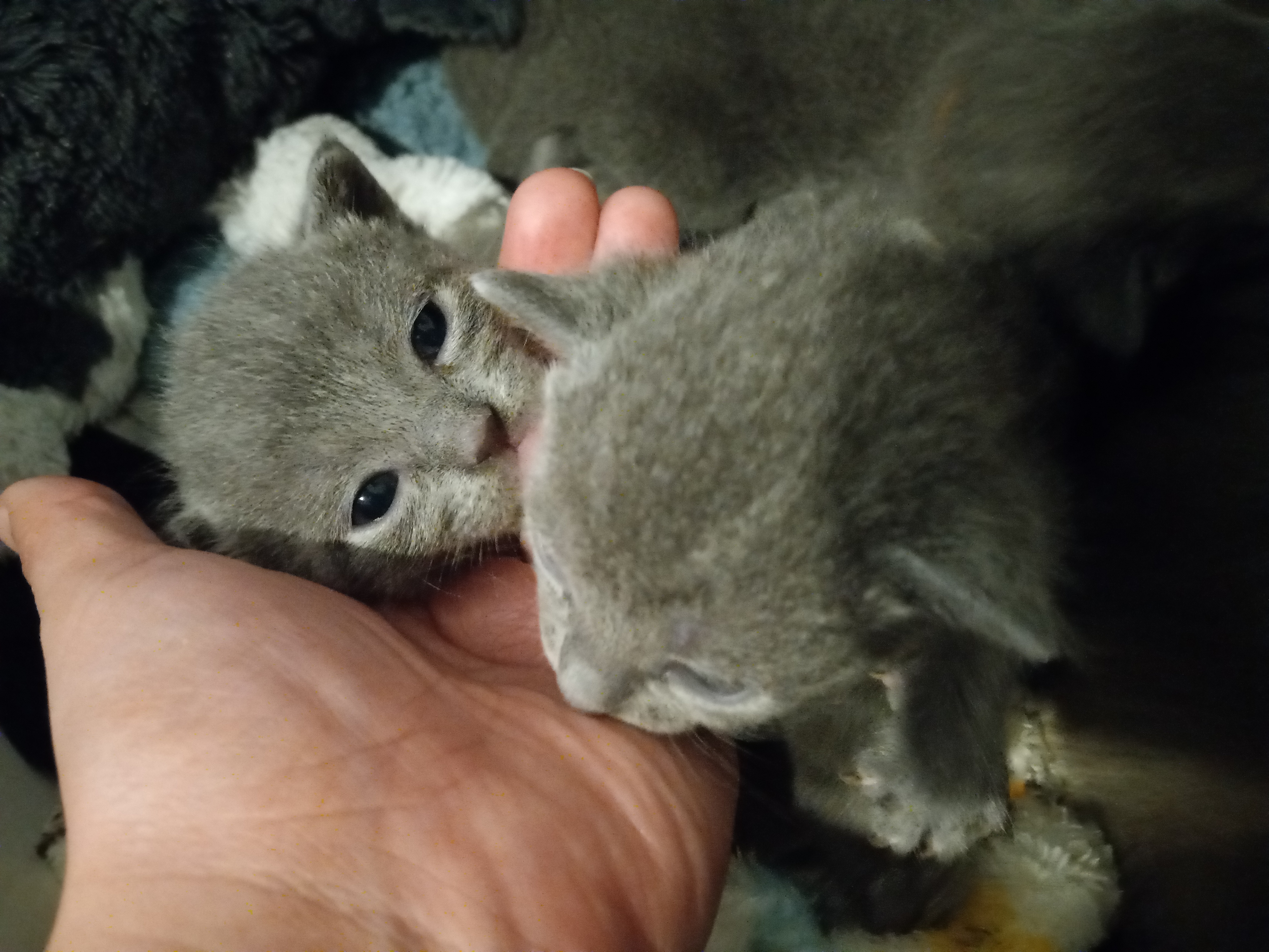 Russian Blue Kittens