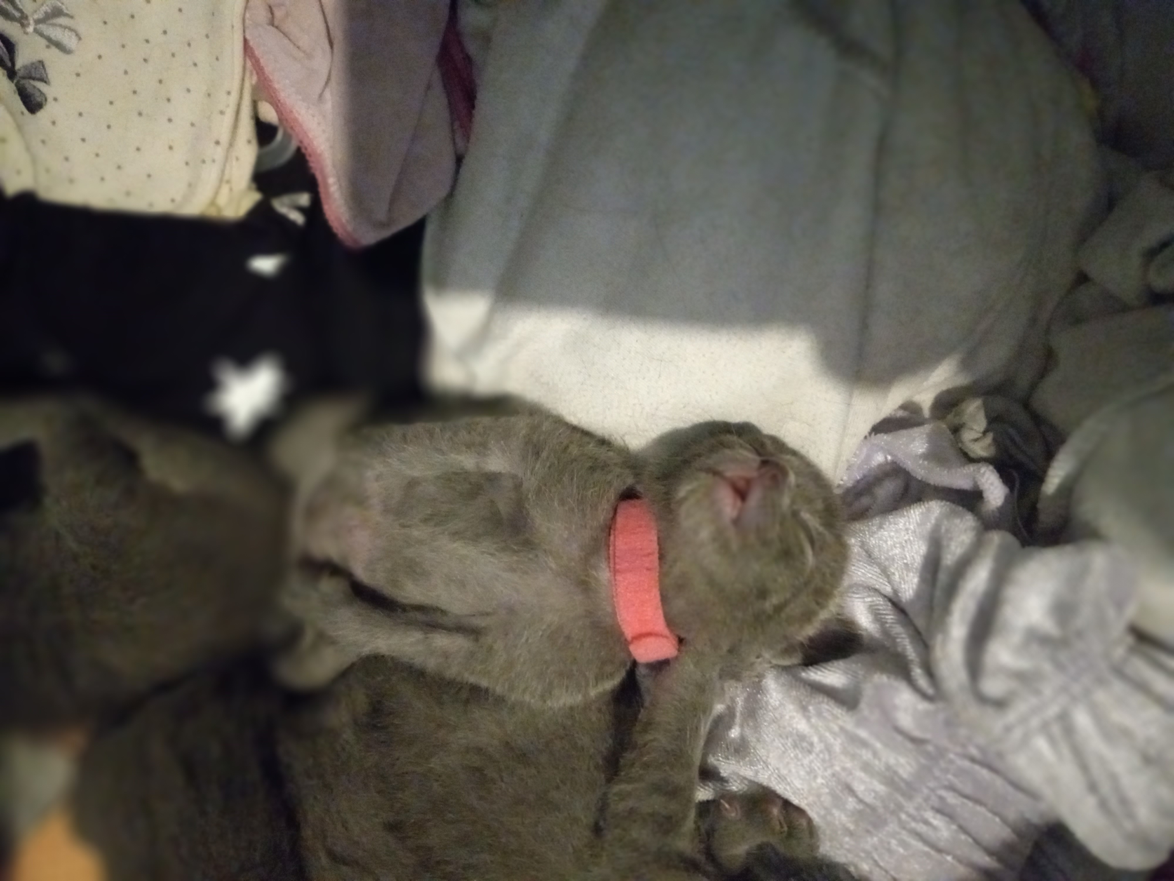 Russian Blue Kittens