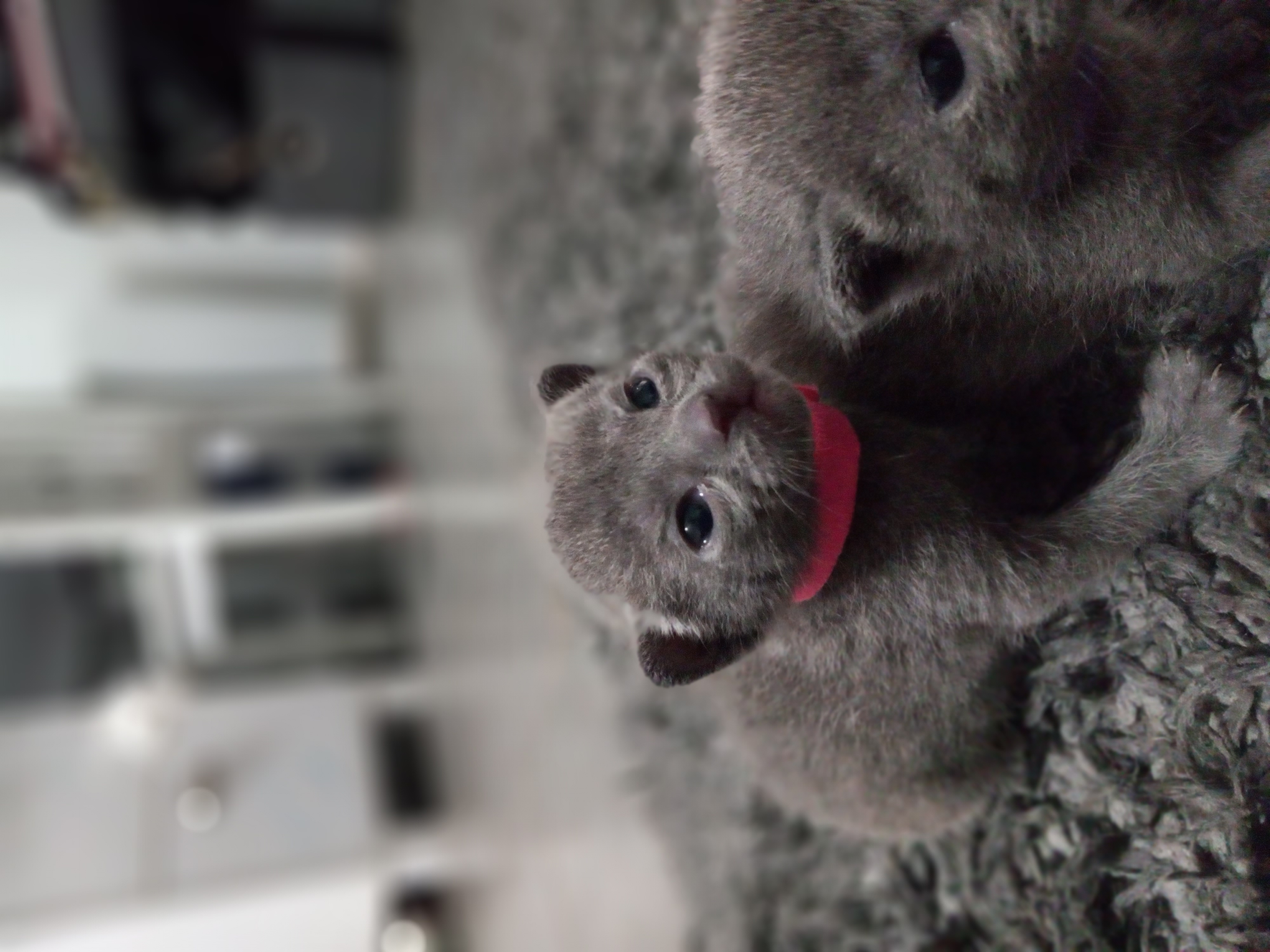 Russian Blue Kittens