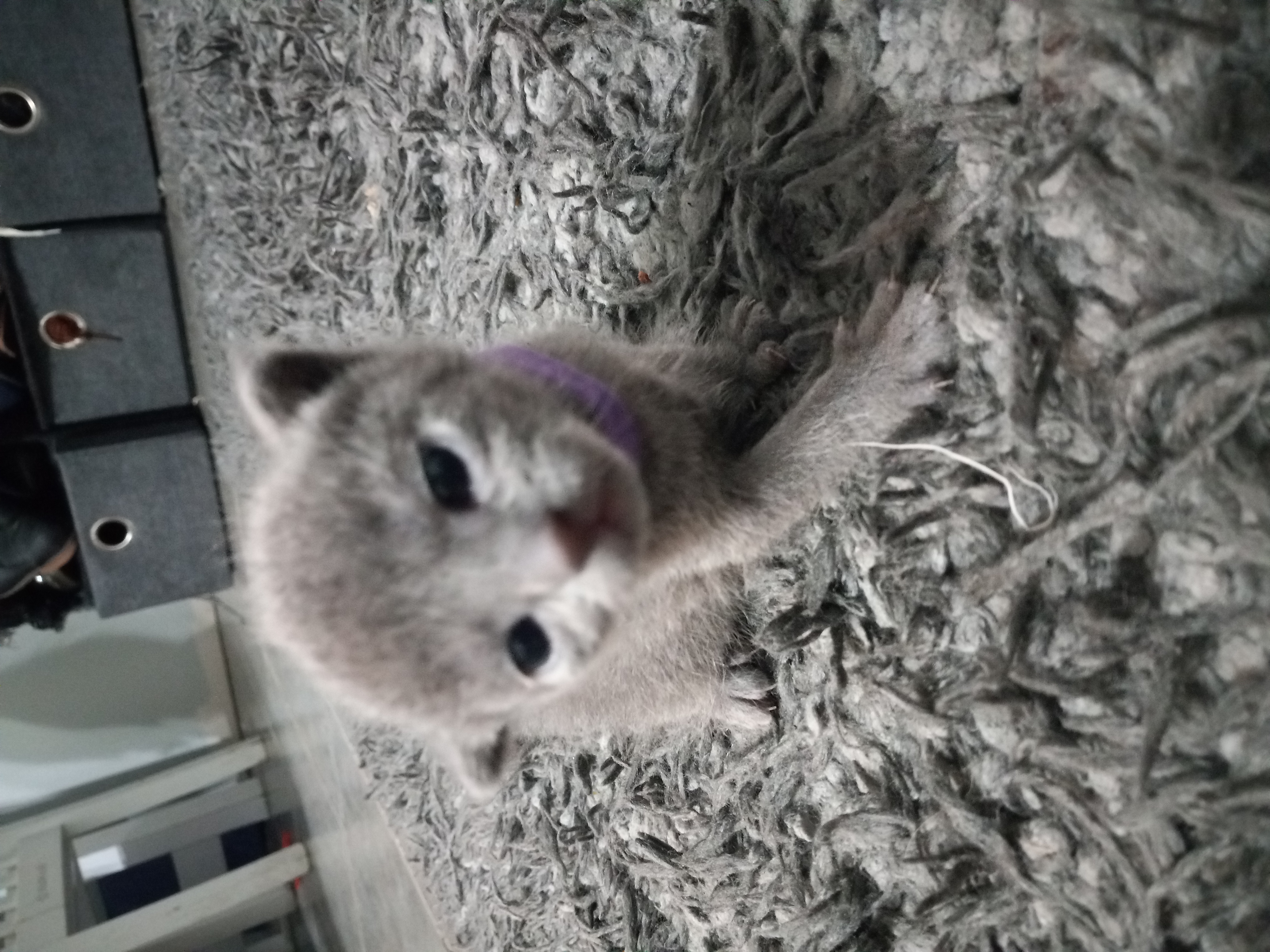 Russian Blue Kittens