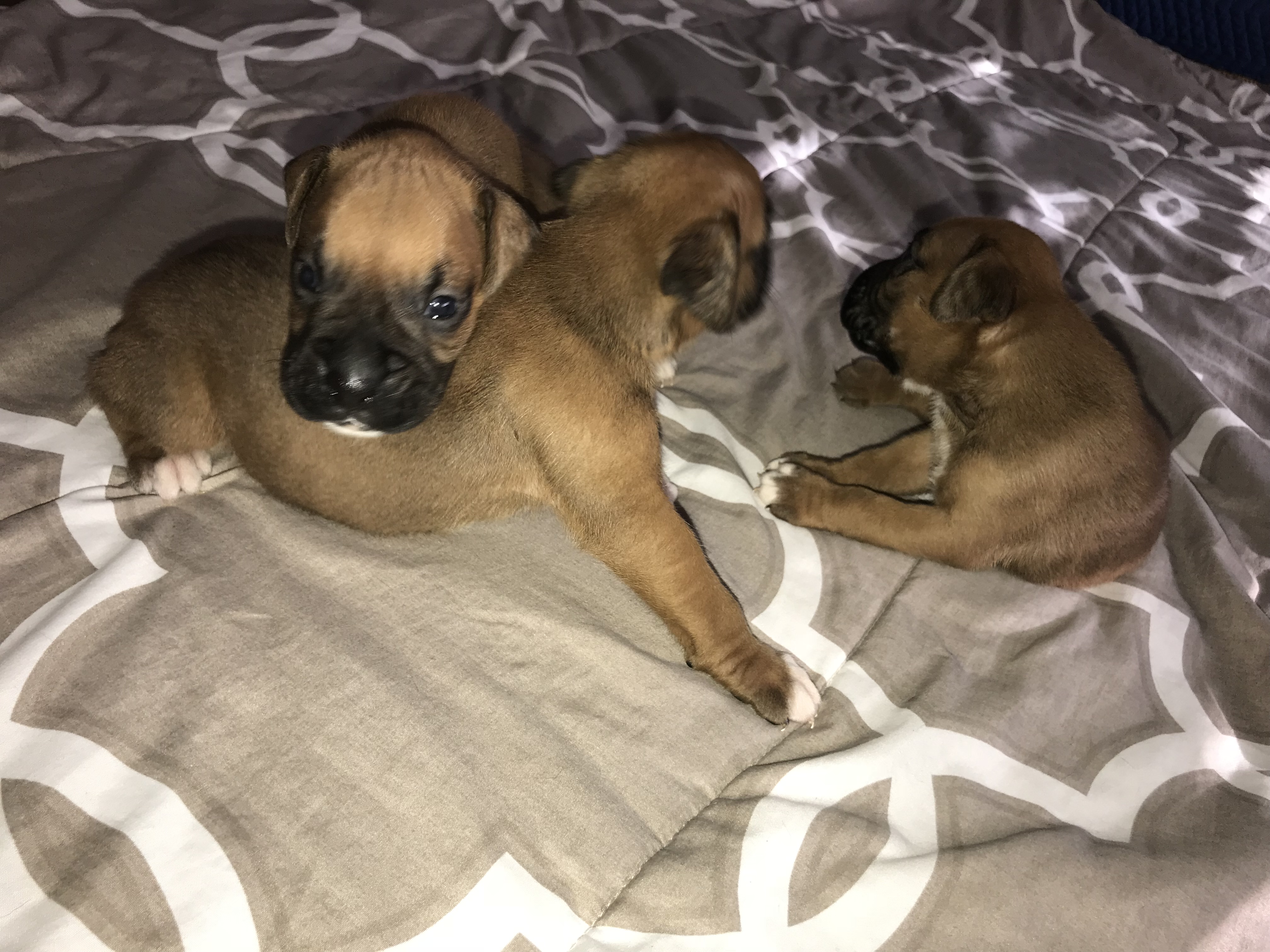 PennySaver | AKC Boxer Puppies in Riverside, California, USA