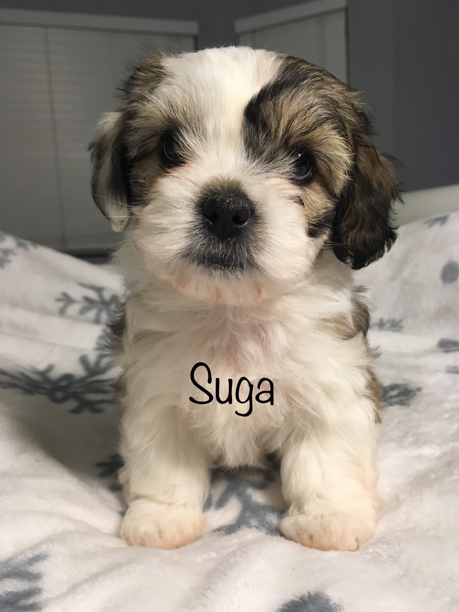 4 FEMALE MORKIE PUPPIES