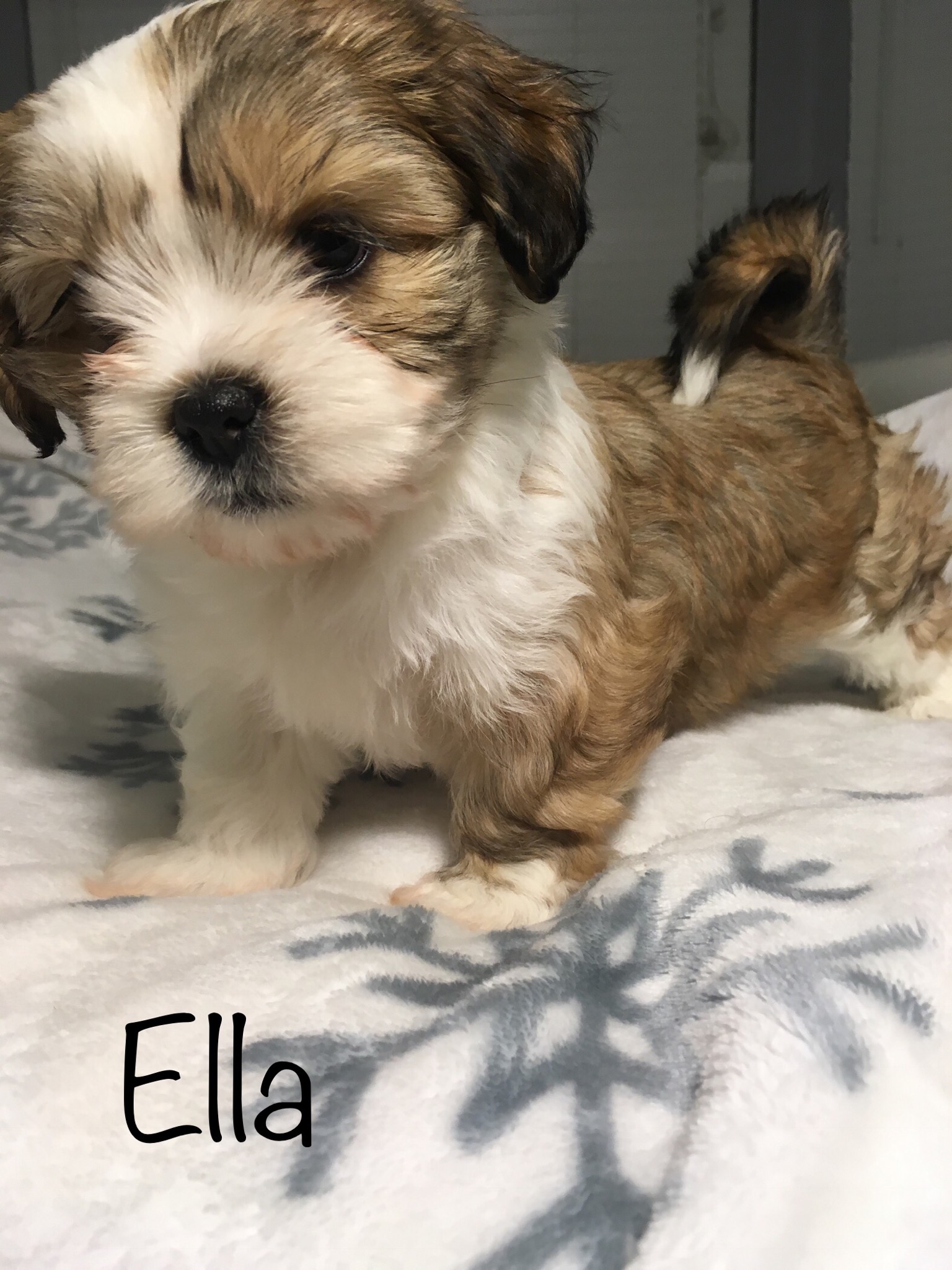 4 FEMALE MORKIE PUPPIES