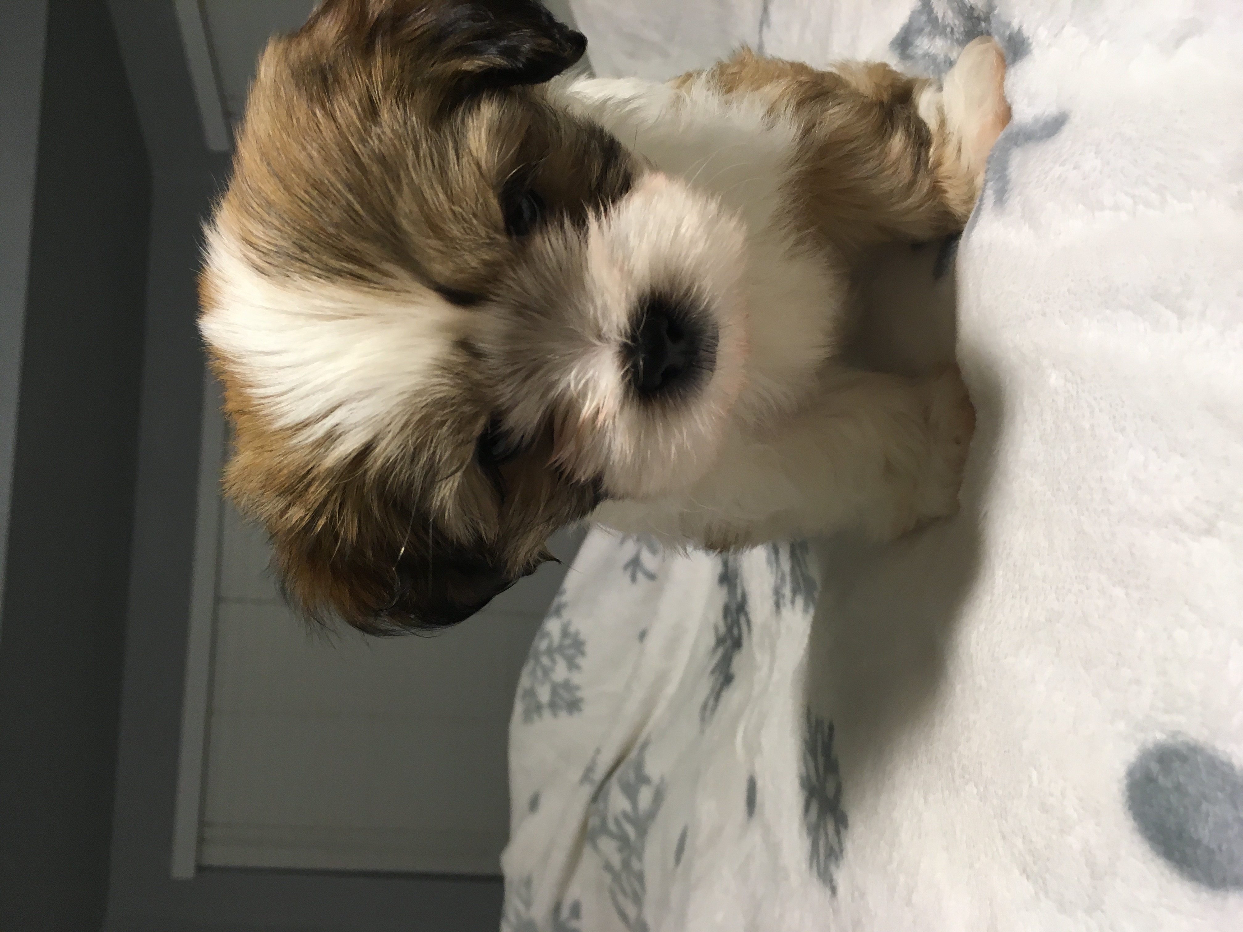 4 FEMALE MORKIE PUPPIES