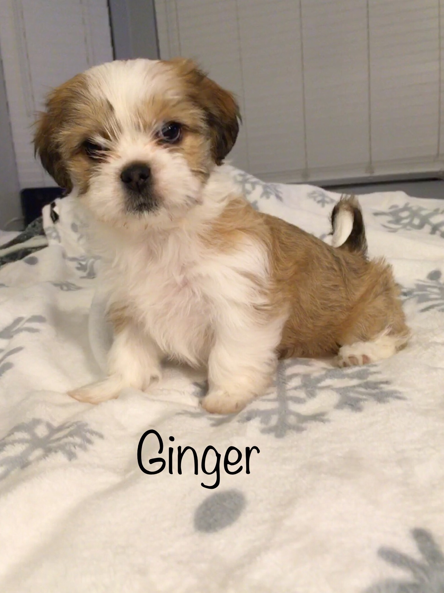 4 FEMALE MORKIE PUPPIES