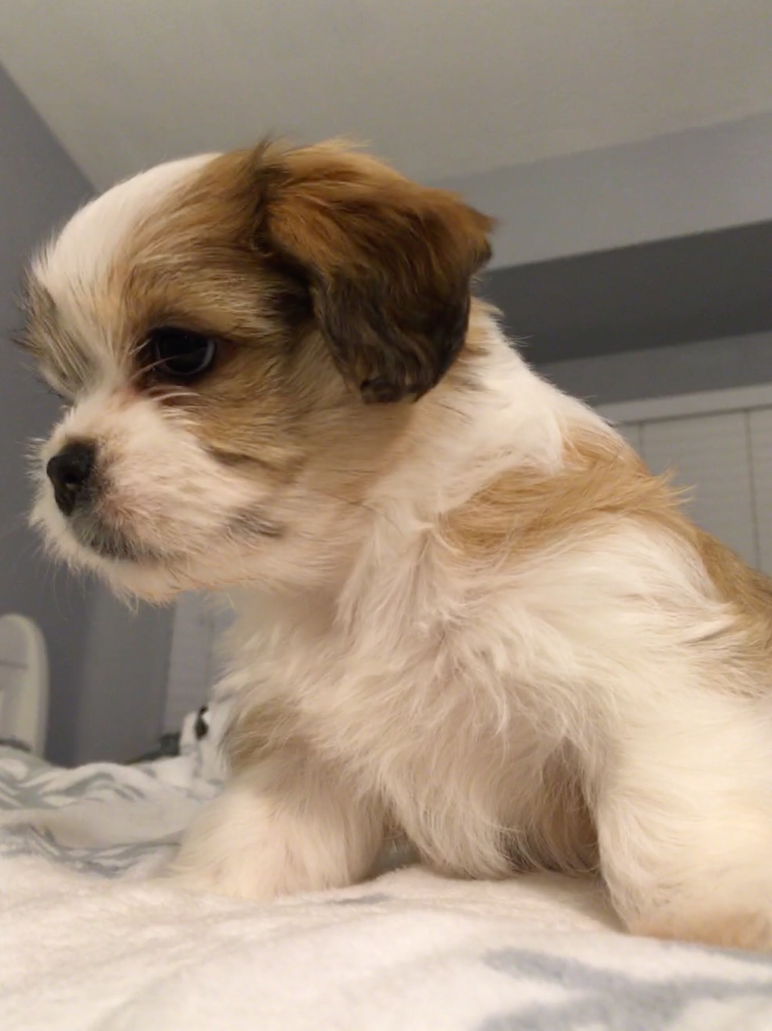 4 FEMALE MORKIE PUPPIES