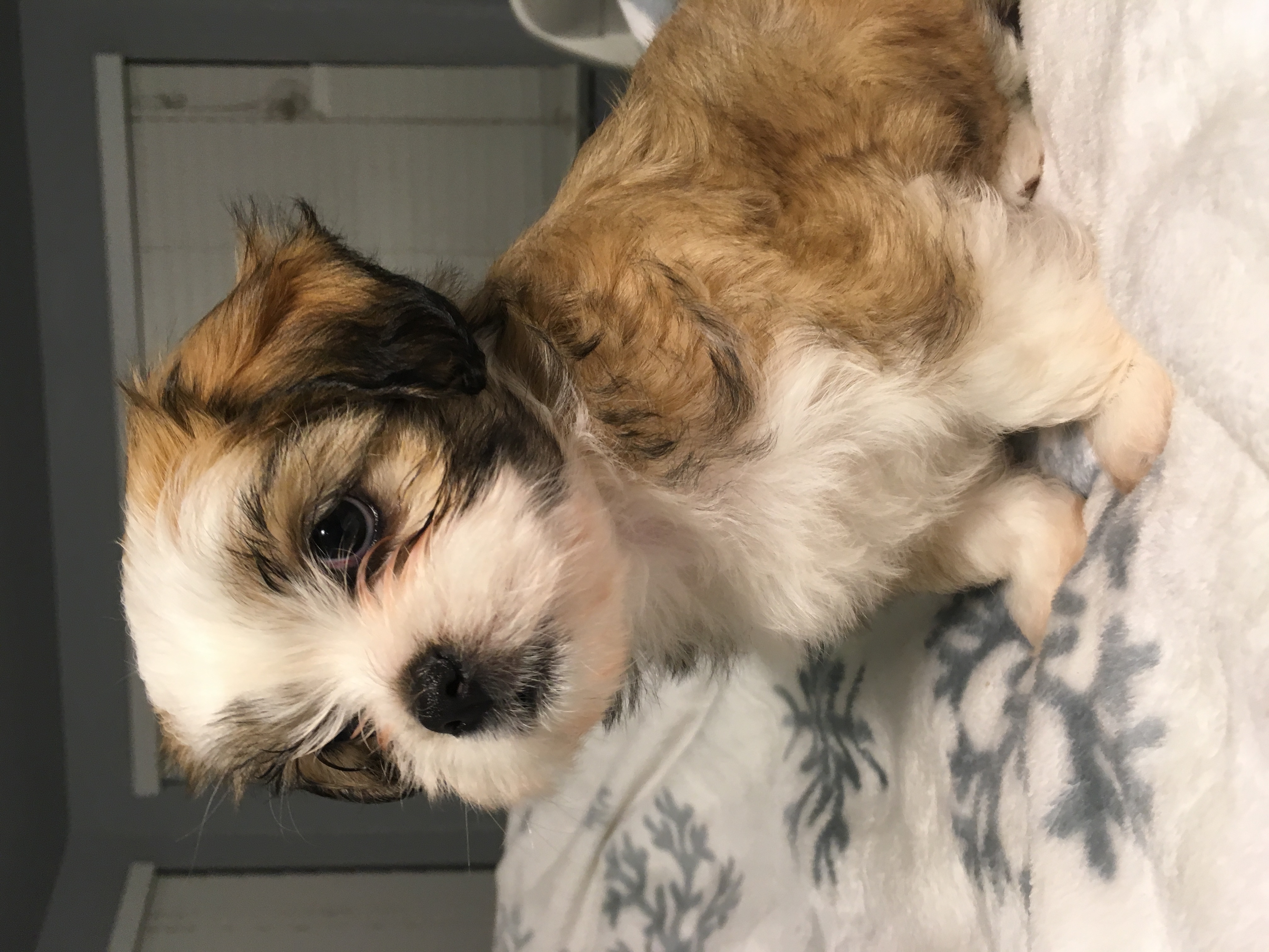 4 FEMALE MORKIE PUPPIES