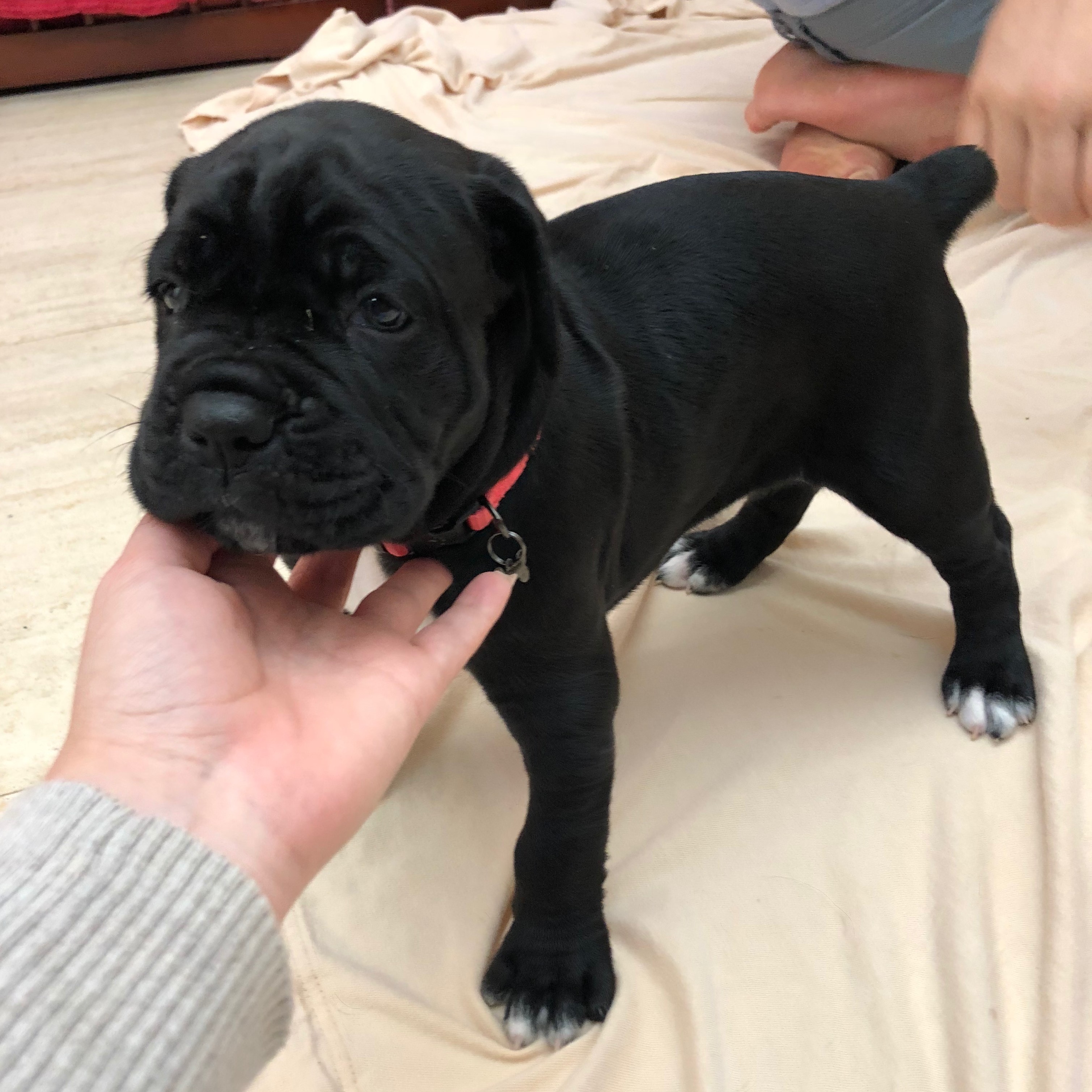 Cane Corxer Puppies