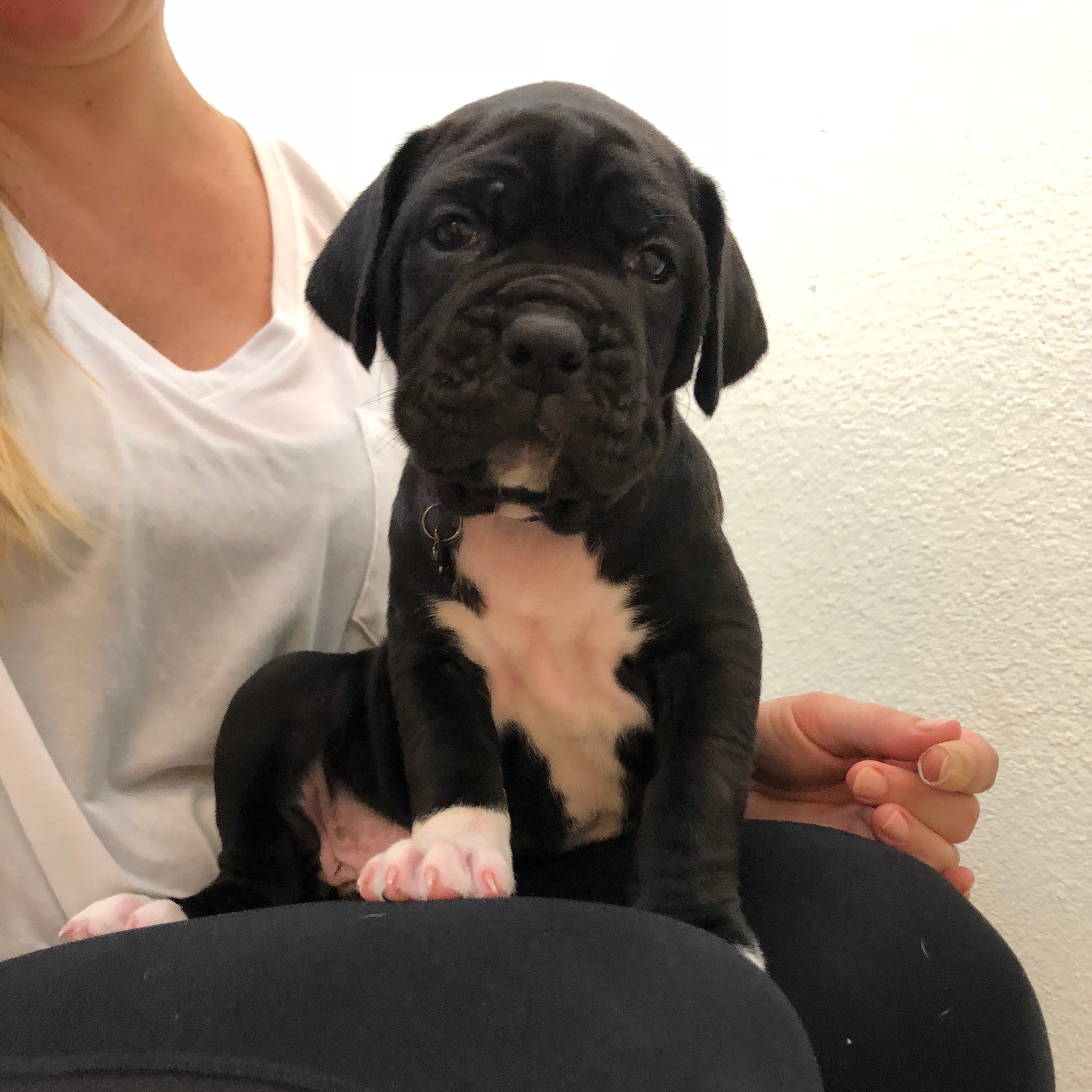 Cane Corxer Puppies