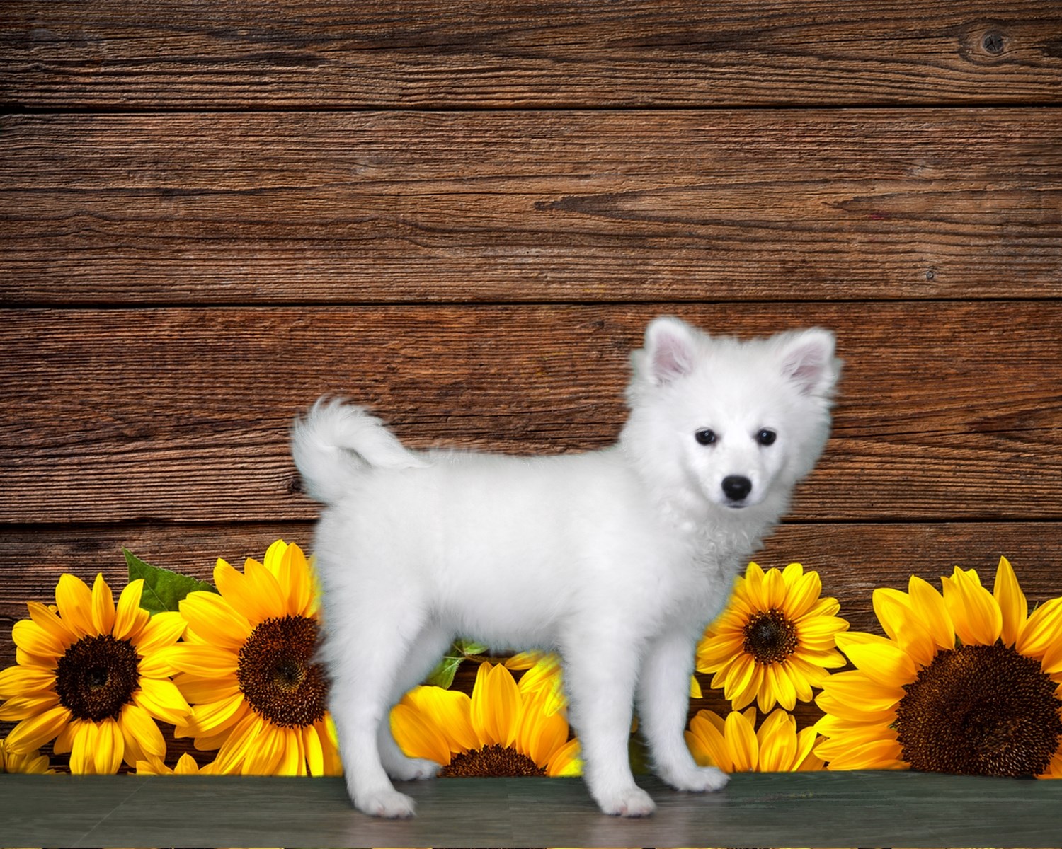 Look at Athena's snow white coat! American Eskimo Female