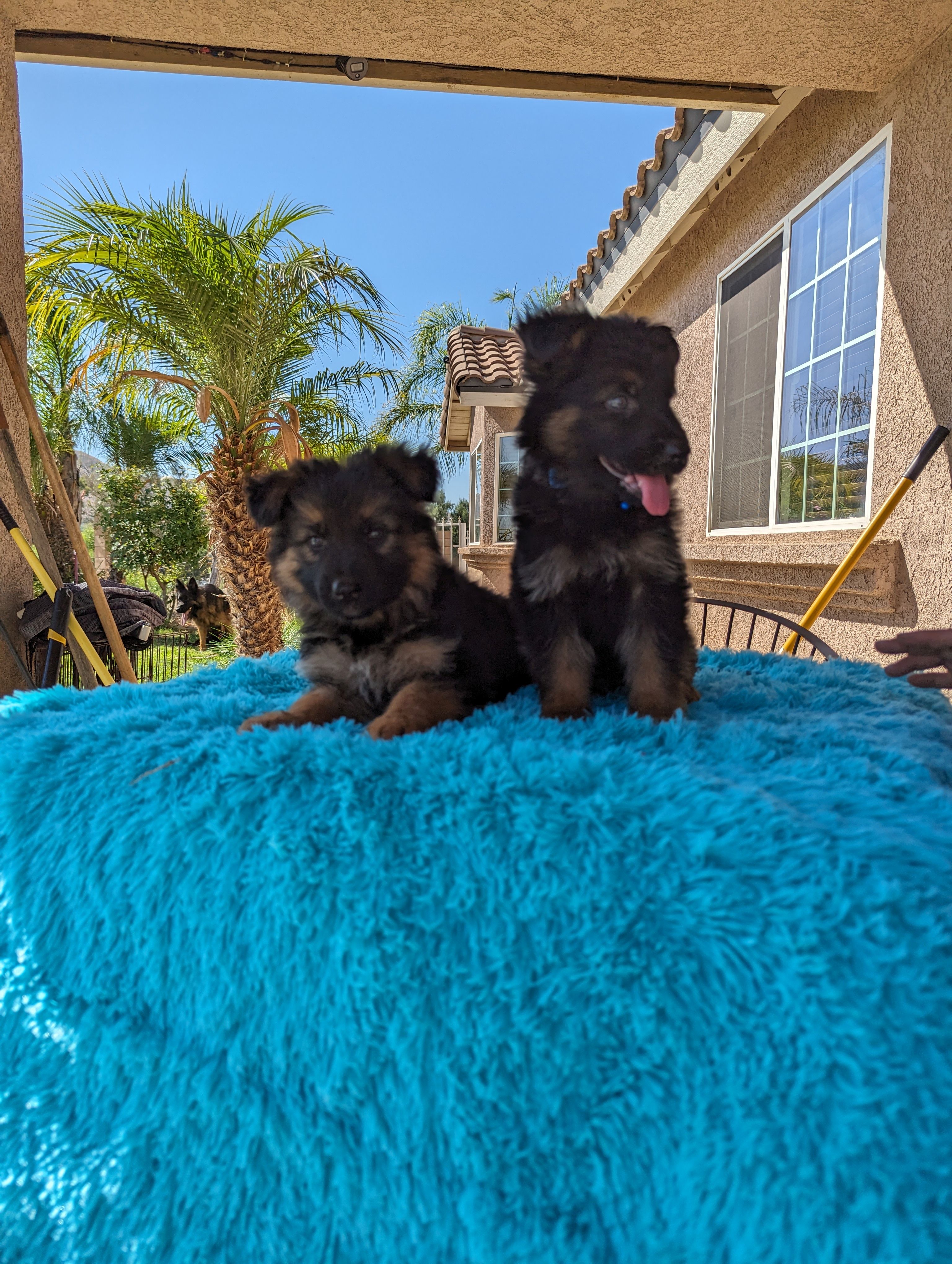 GERMAN SHEPHERD PUPPIES FOR SALE