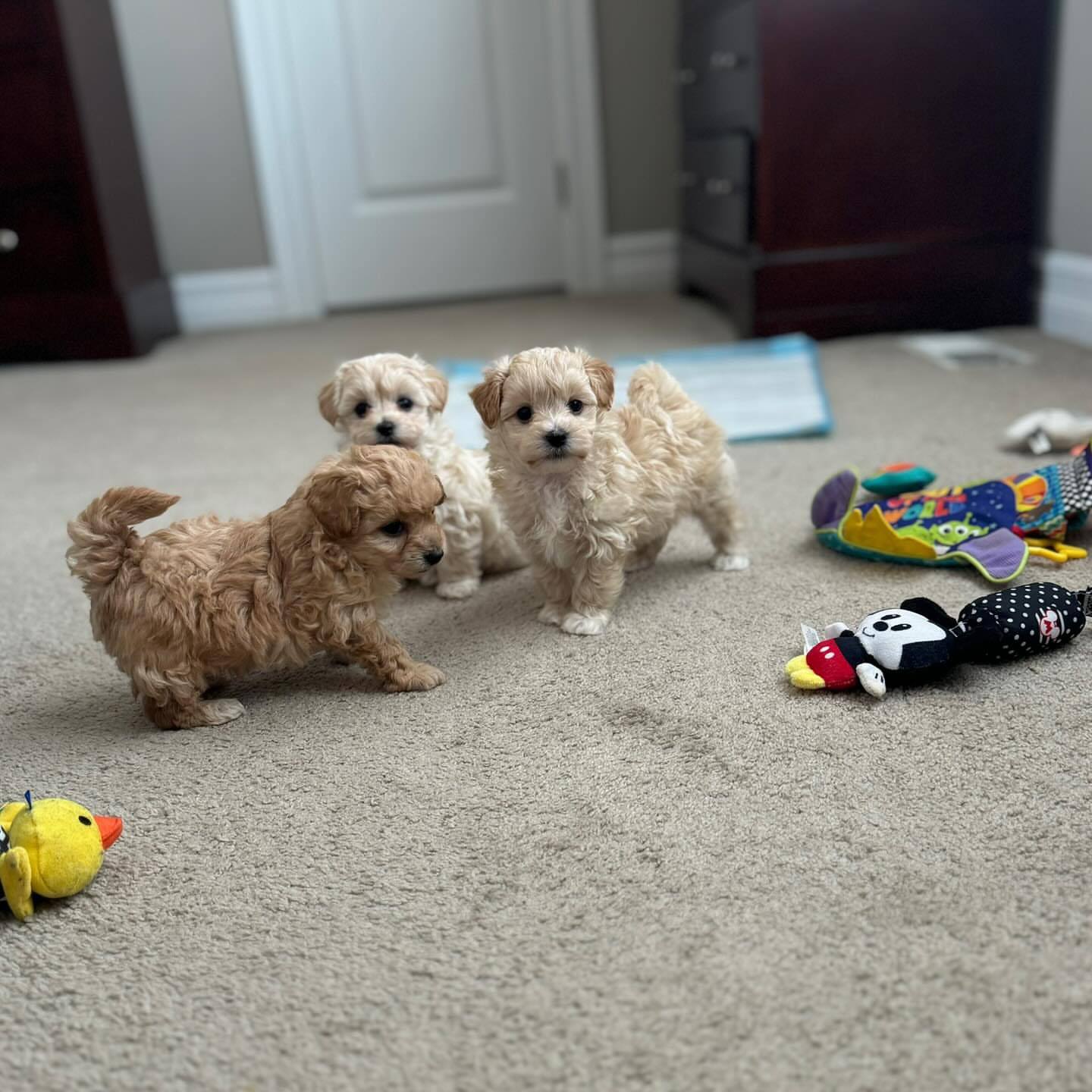 Amazing Maltipoo Puppies for sale in CA