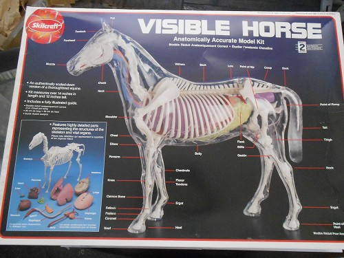 SKILCRAFT VISIBLE HORSE MODEL KIT ANATOMICALLY CORRECT SKILL LEVEL 2