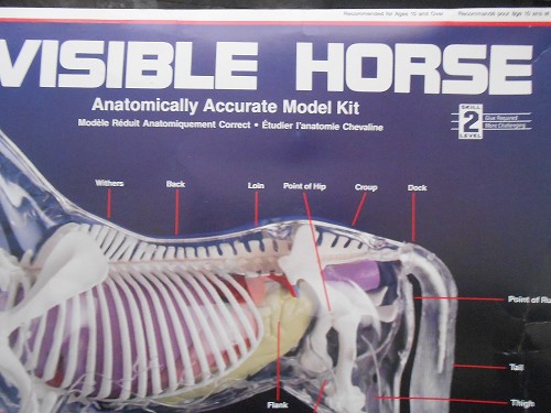 SKILCRAFT VISIBLE HORSE MODEL KIT ANATOMICALLY CORRECT SKILL LEVEL 2