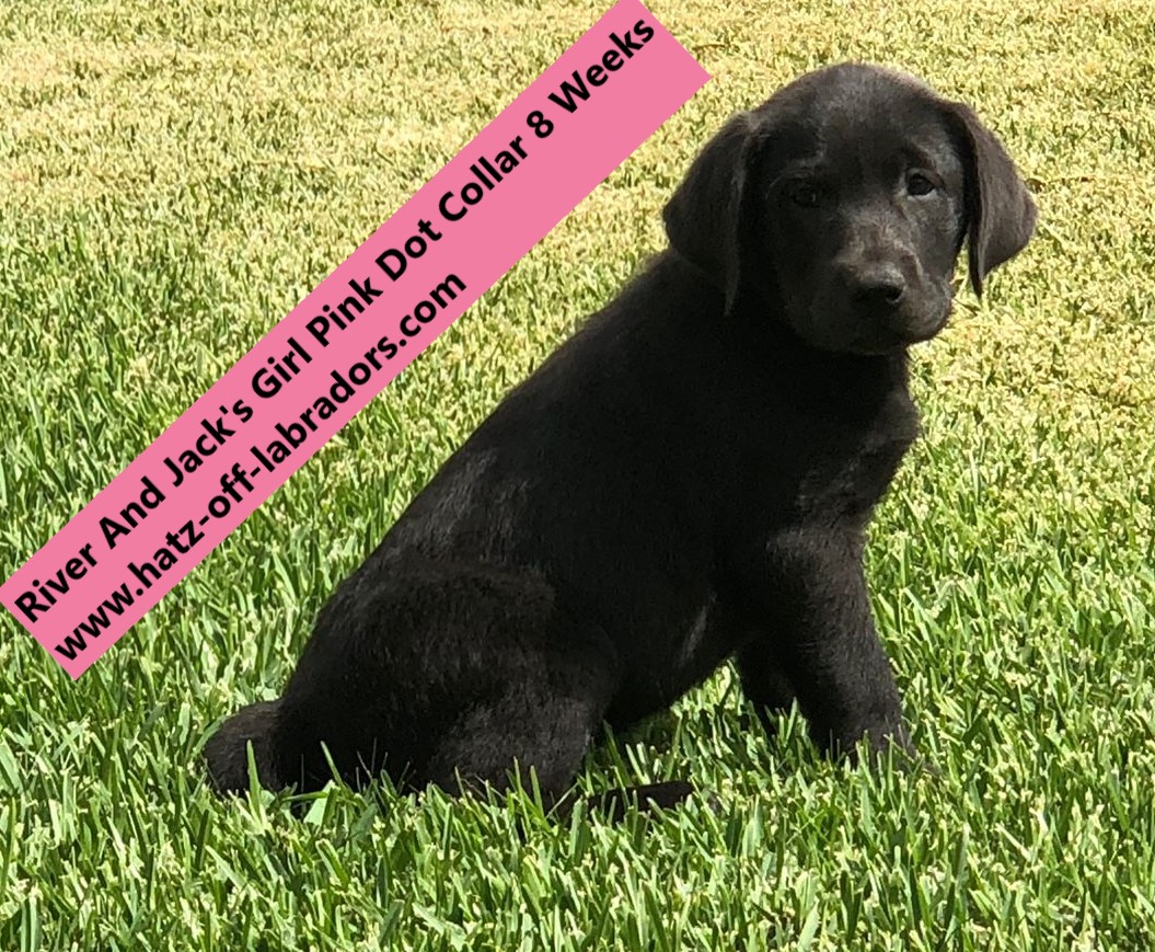 AKC Labradors Charcoal/Dilute Black