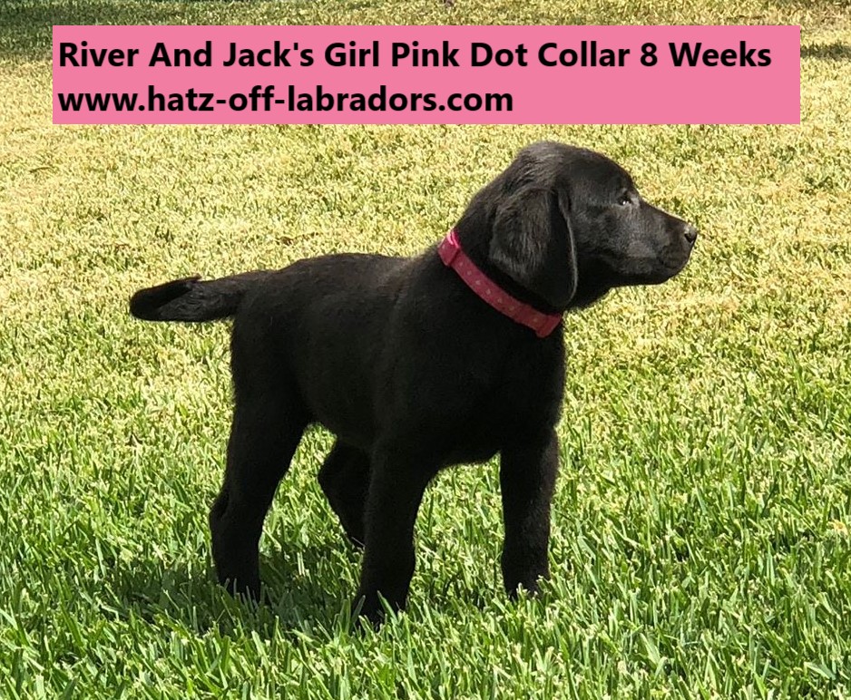 AKC Labradors Charcoal/Dilute Black