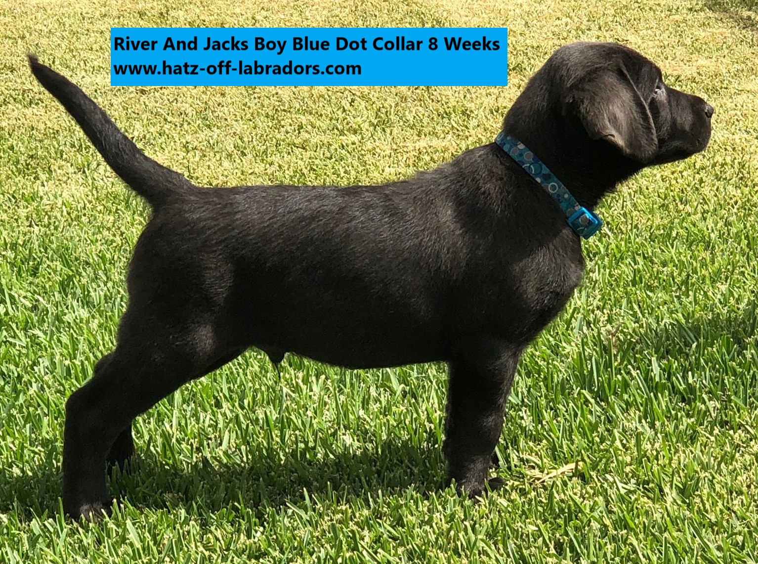 AKC Labradors Charcoal/Dilute Black