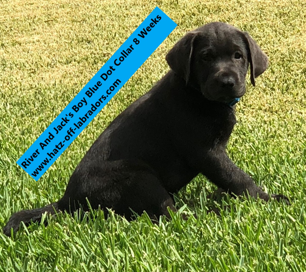 AKC Labradors Charcoal/Dilute Black