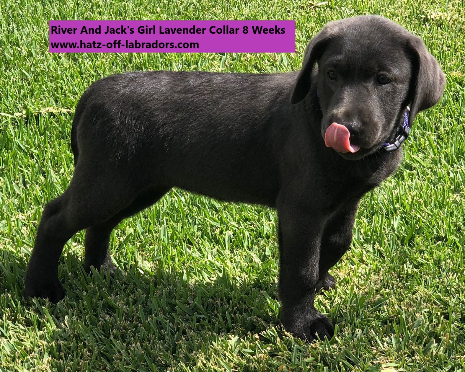 AKC Labradors Charcoal/Dilute Black