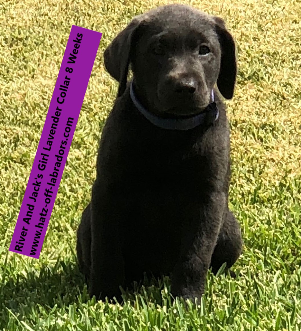 AKC Labradors Charcoal/Dilute Black