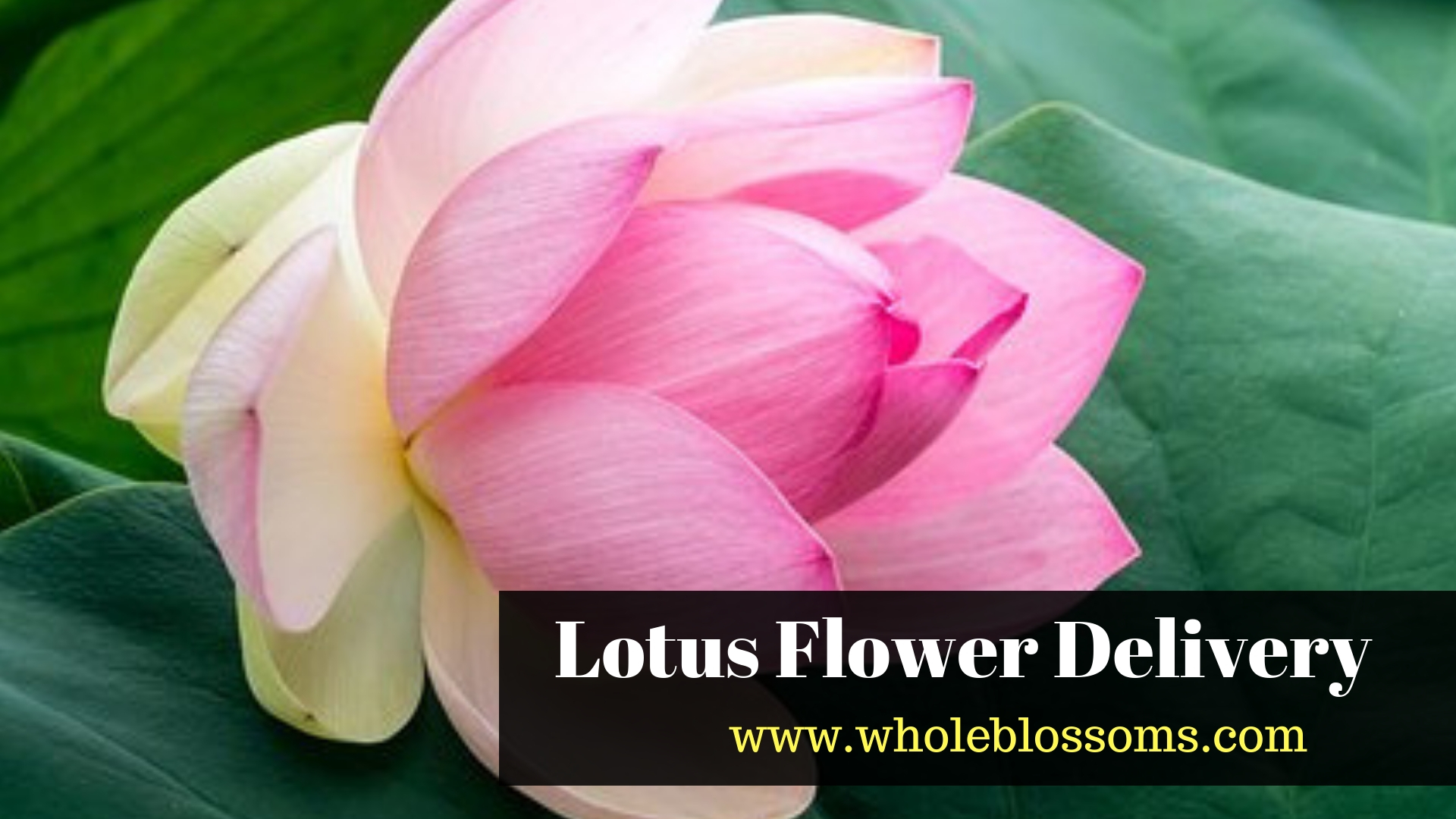 Buy Amazing varieties of Lotus flower for Sale