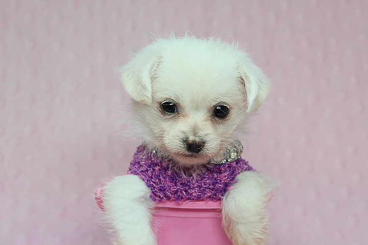 Pennysaver Teacup Toy Puppies Available Now Maltese Yorkie