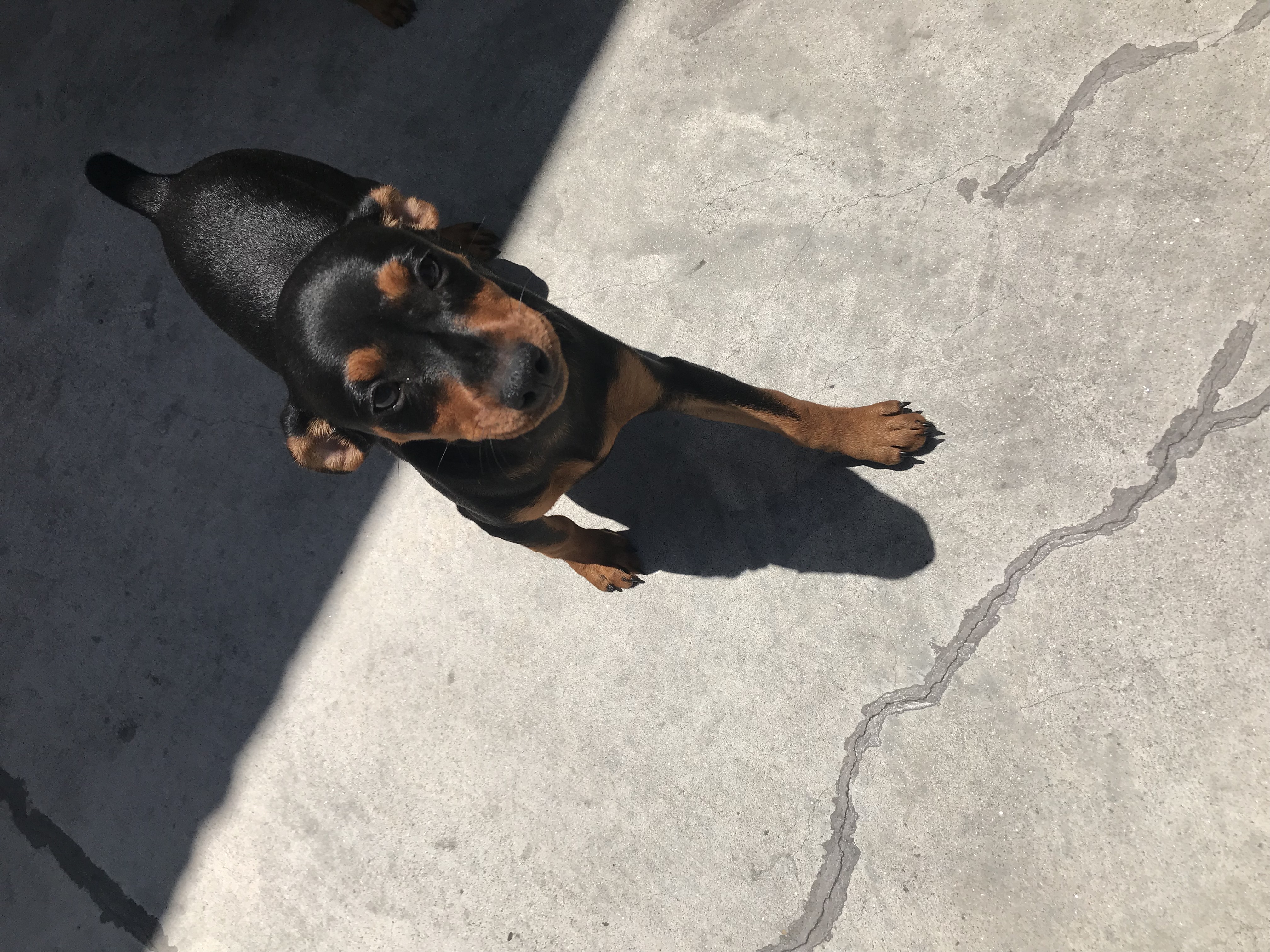 Miniature Pinscher For Sale!