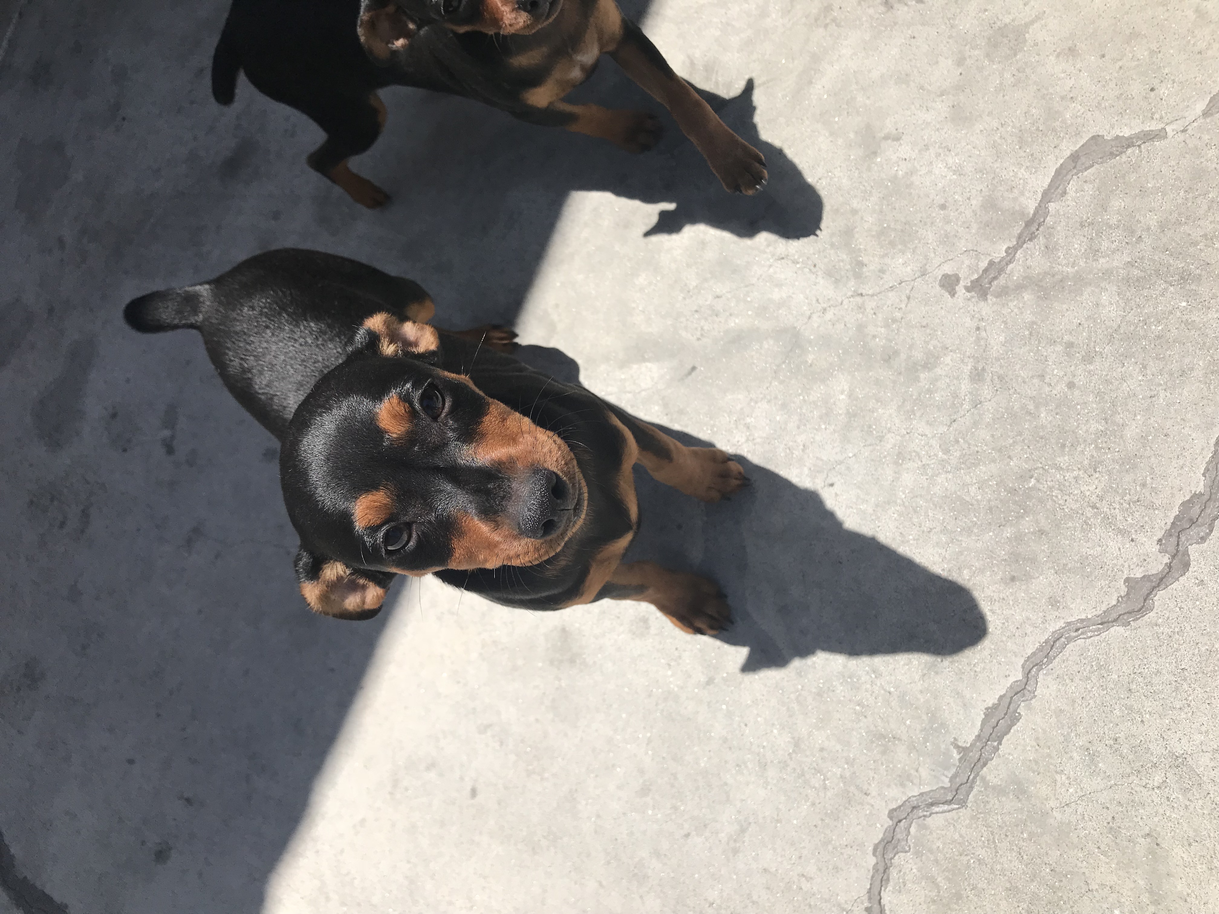 Miniature Pinscher For Sale!