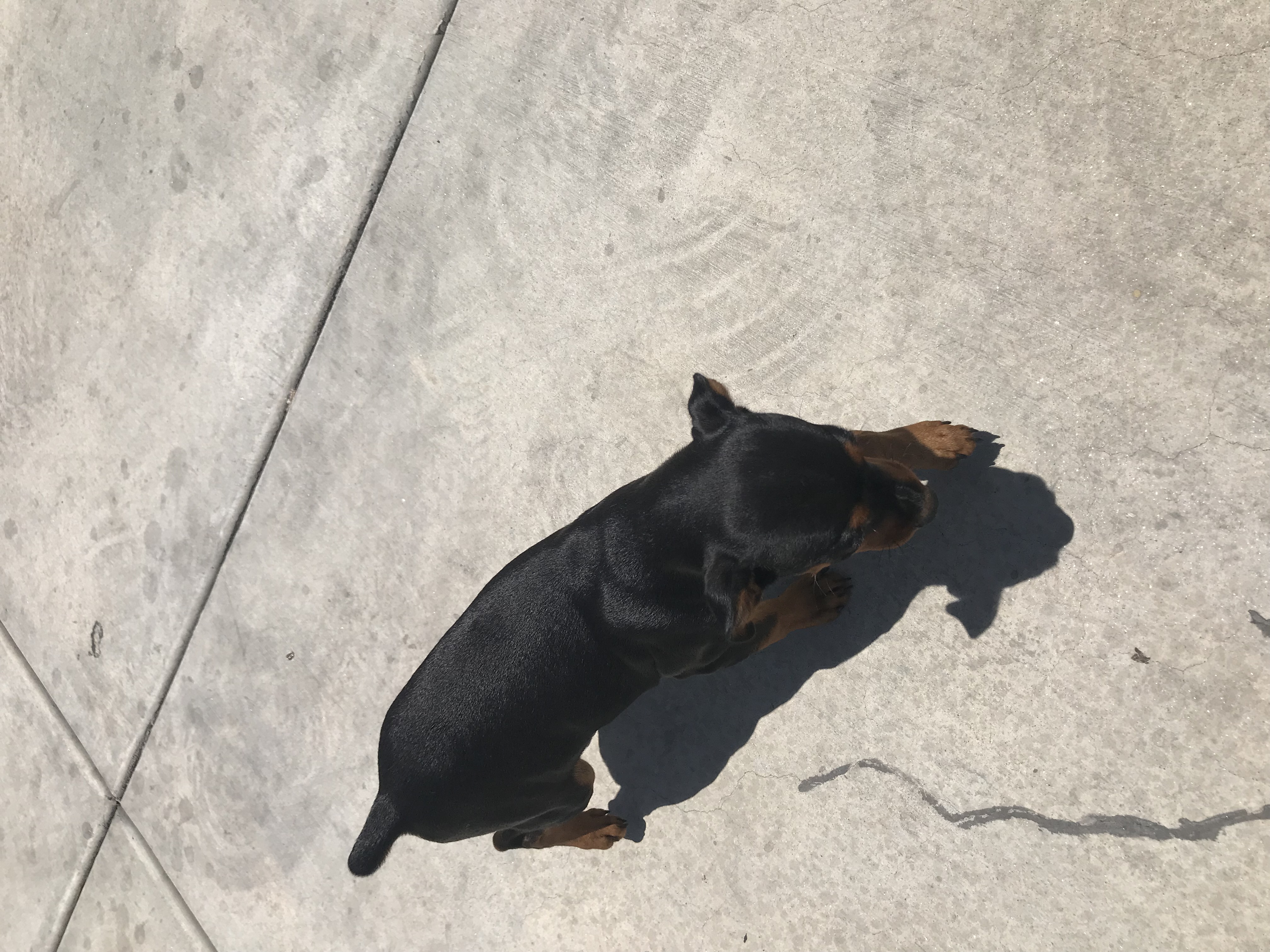 Miniature Pinscher For Sale!