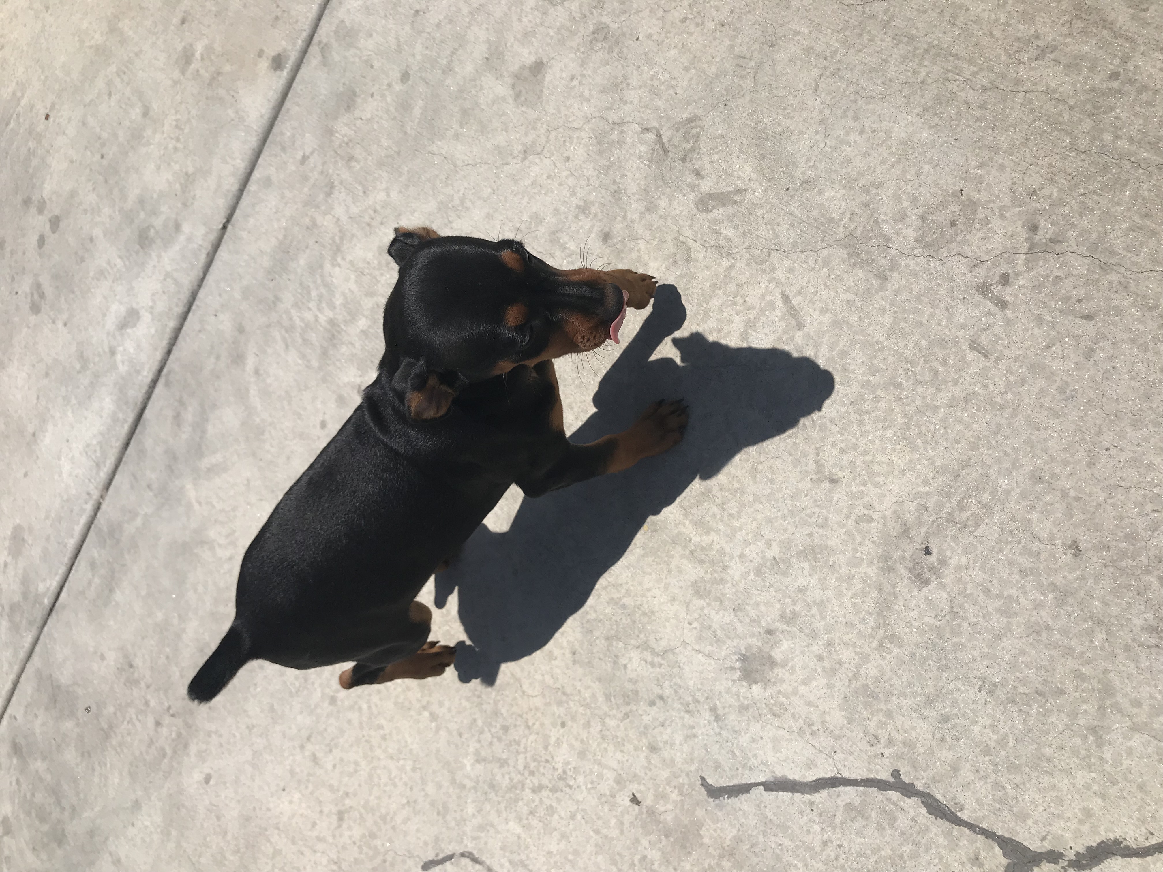 Miniature Pinscher For Sale!
