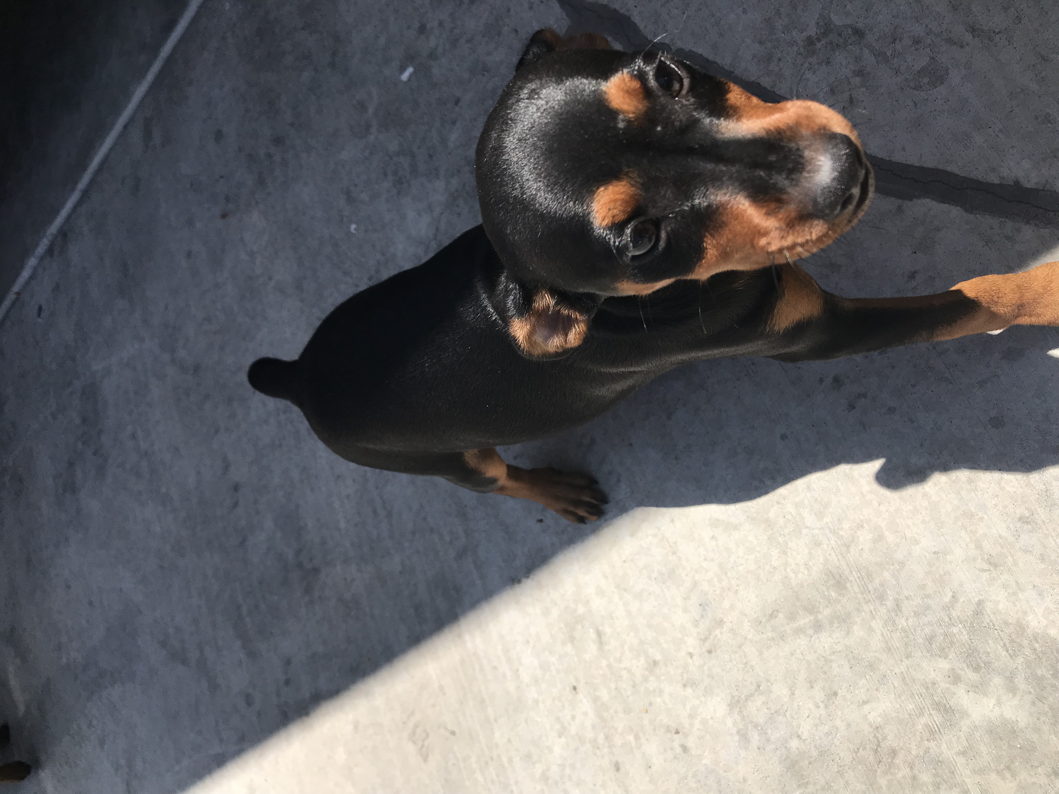 Miniature Pinscher For Sale!