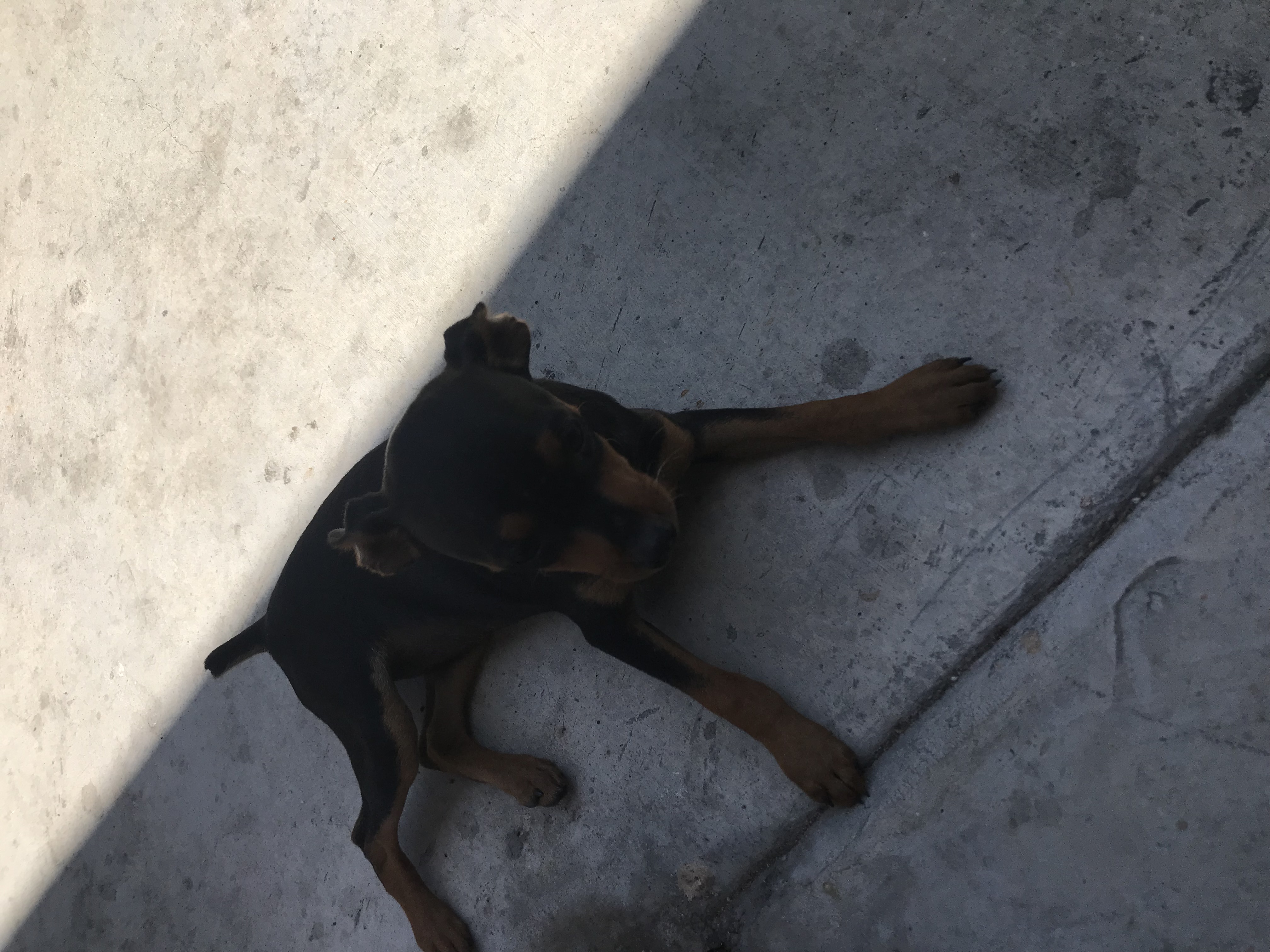 Miniature Pinscher For Sale!
