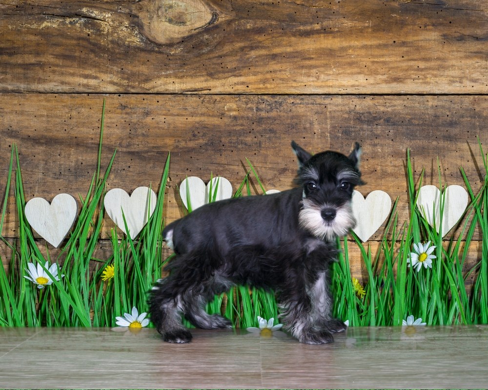Bailey is just the sweetest!! Miniature Schnauzer