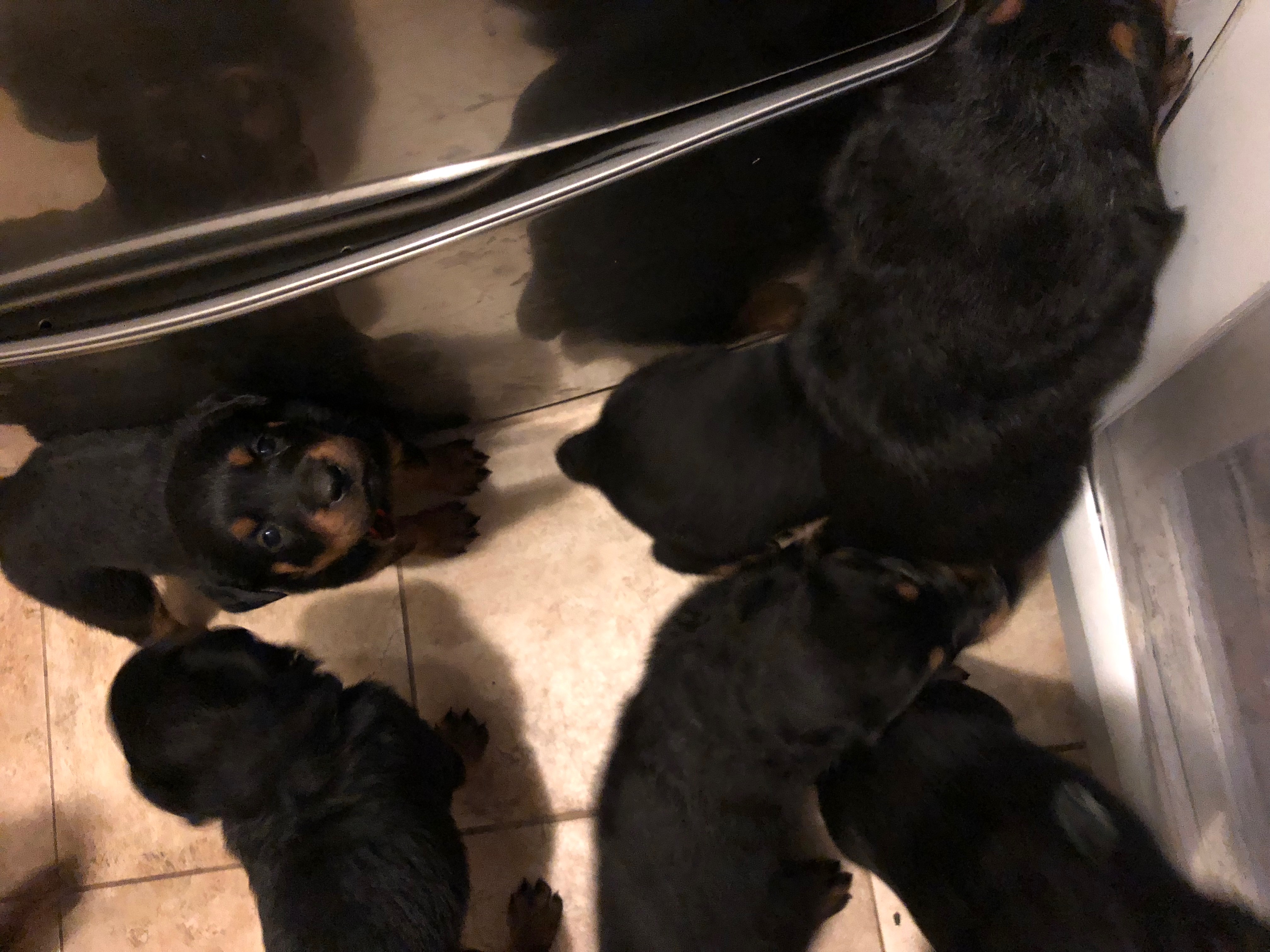 Rottweiler Puppies