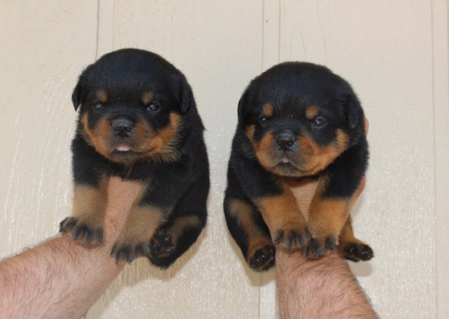 SUPERIOR QUALITY AKC GERMAN ROTTWEILER PUPPIES