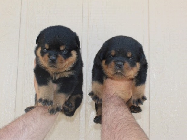 SUPERIOR QUALITY AKC GERMAN ROTTWEILER PUPPIES