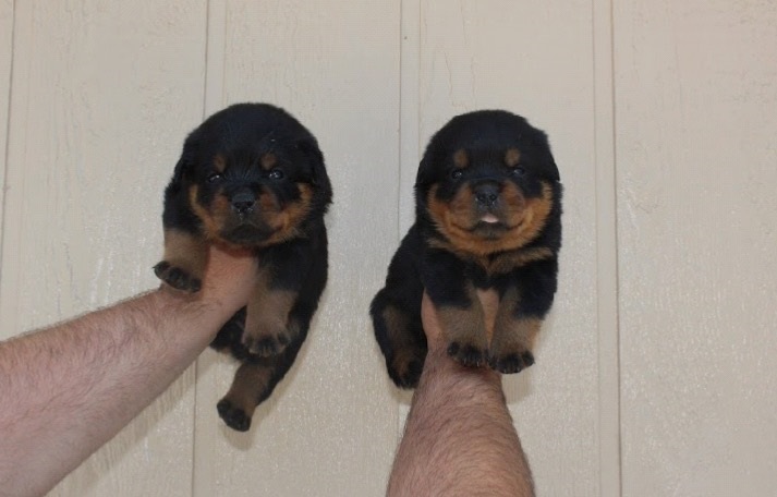 SUPERIOR QUALITY AKC GERMAN ROTTWEILER PUPPIES