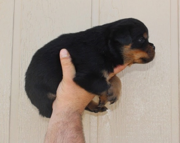 SUPERIOR QUALITY AKC GERMAN ROTTWEILER PUPPIES
