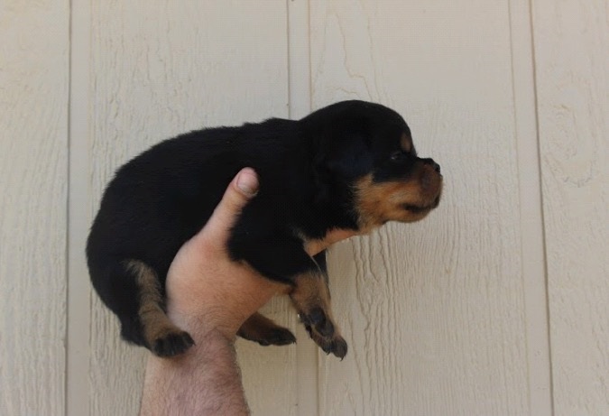 SUPERIOR QUALITY AKC GERMAN ROTTWEILER PUPPIES