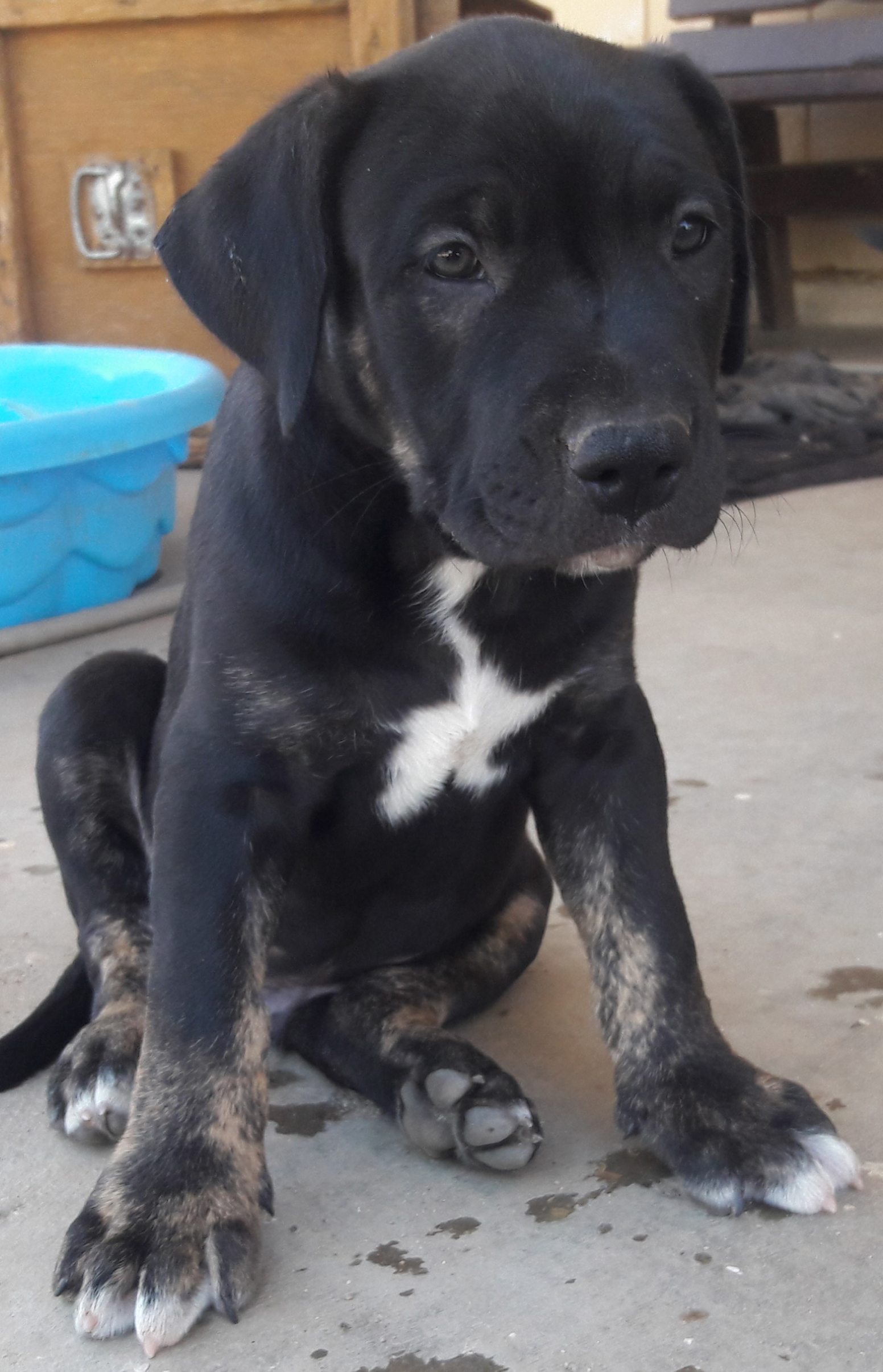 pitbull german shepherd mix puppies