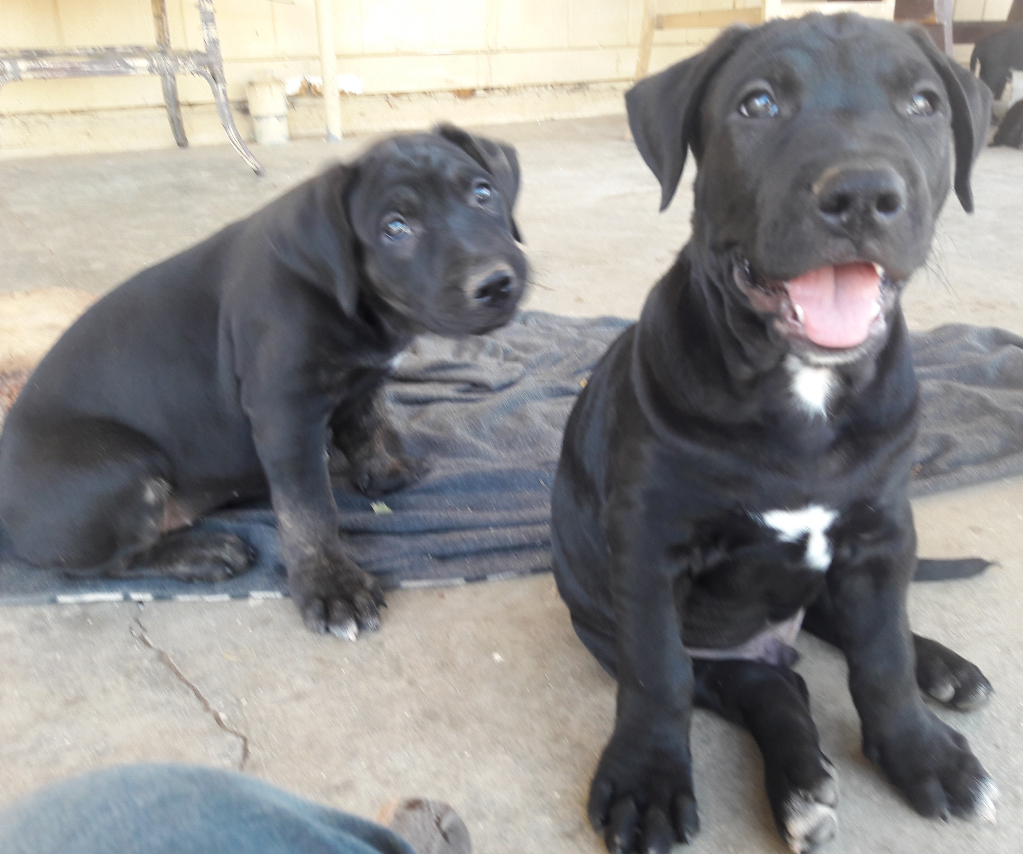 Rehoming Pitbull German Shepherd Mix Puppies