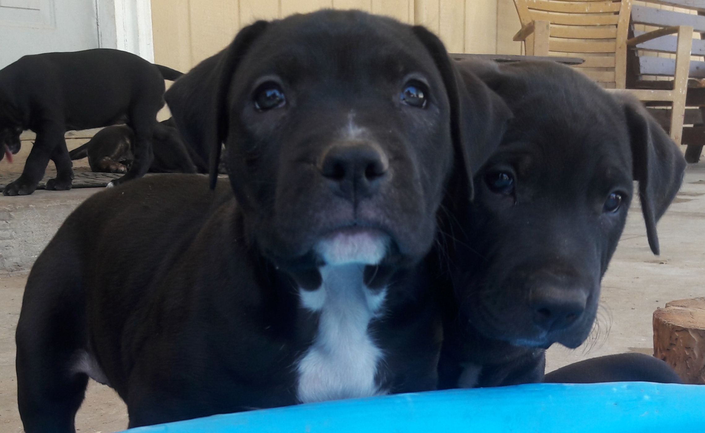 Rehoming Pitbull German Shepherd Mix Puppies