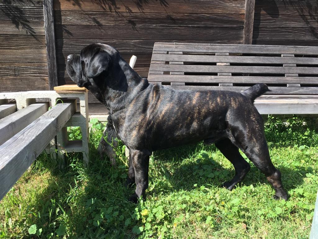 cane corso puppies