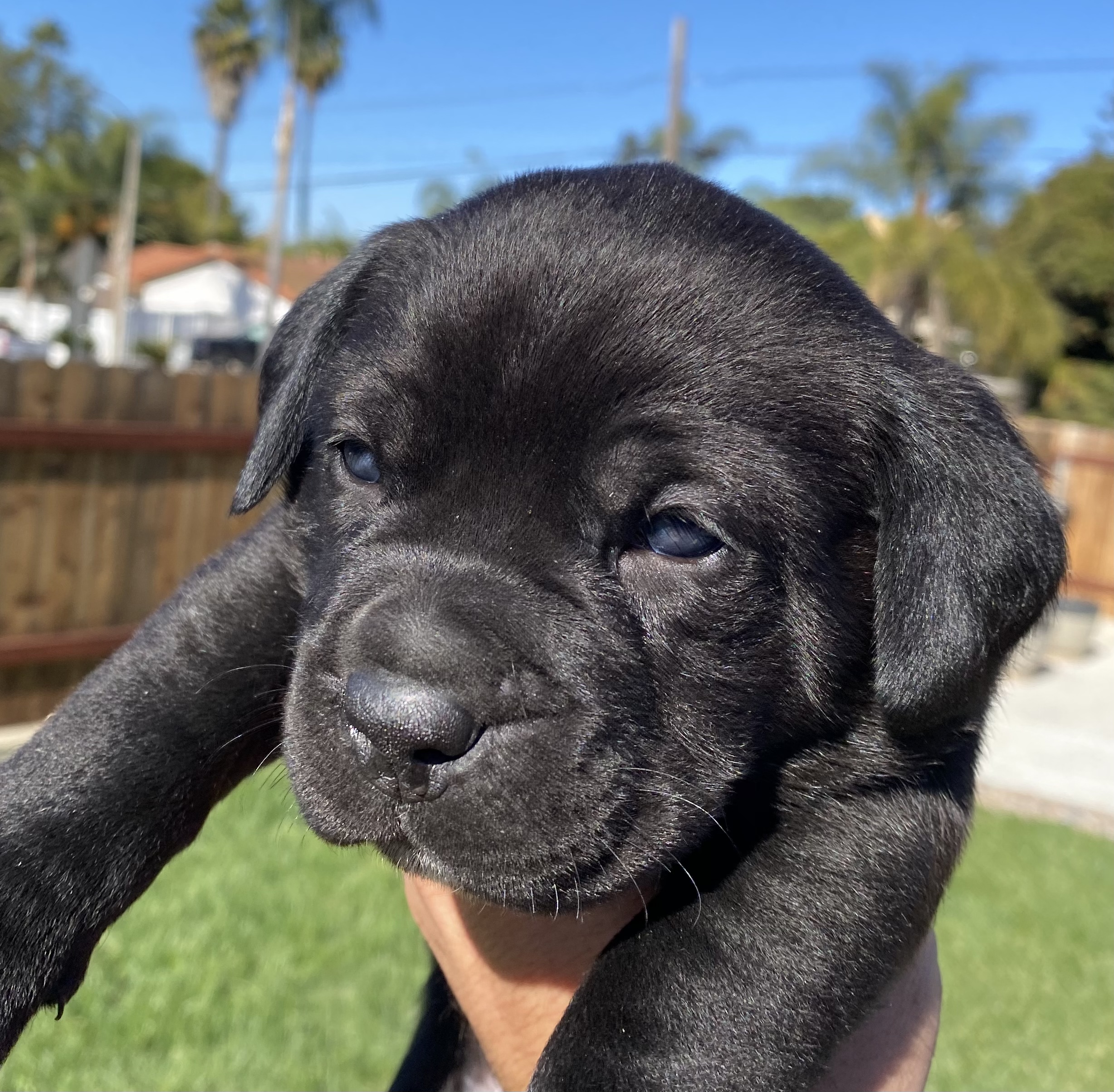 cane corso puppies