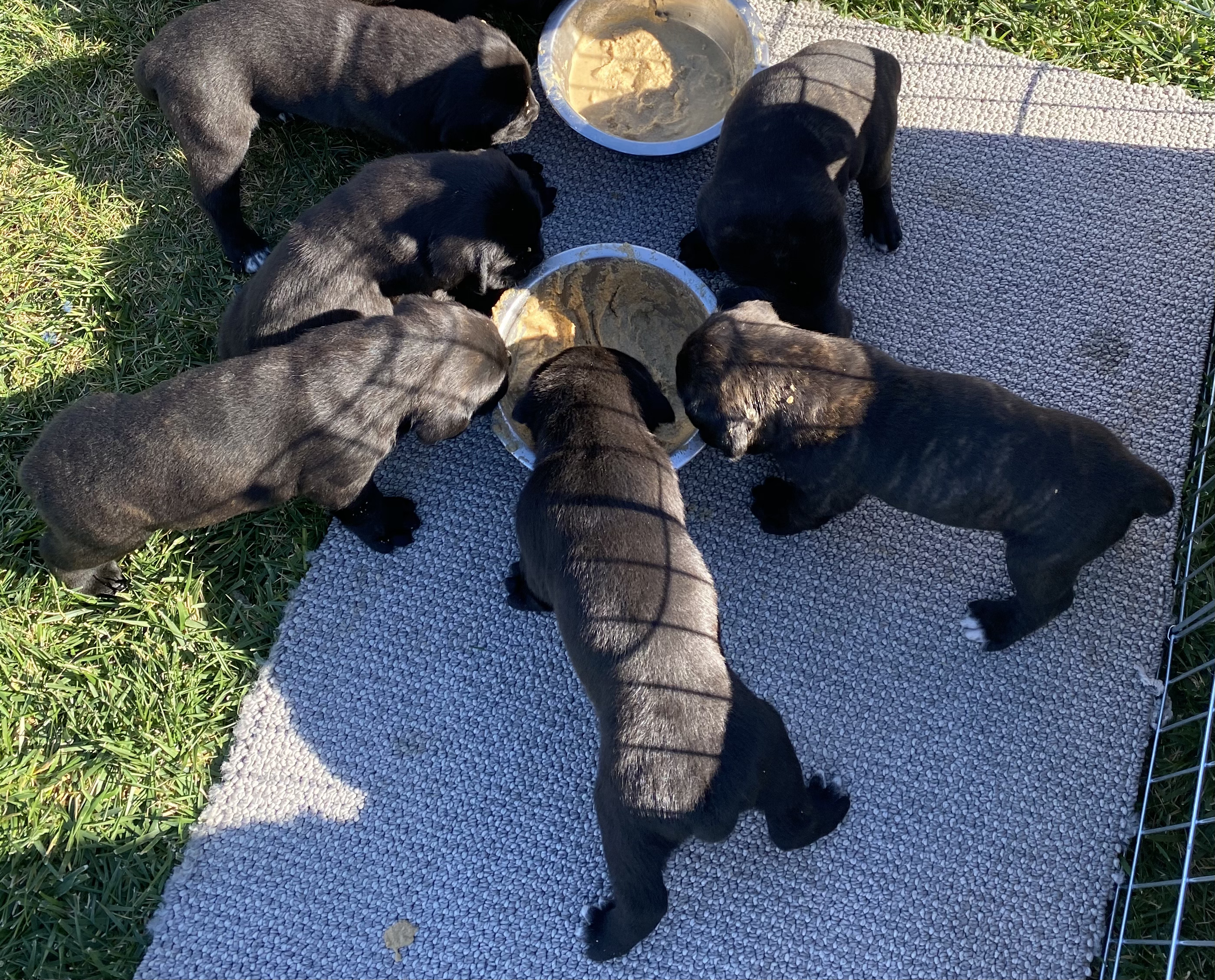 cane corso puppies