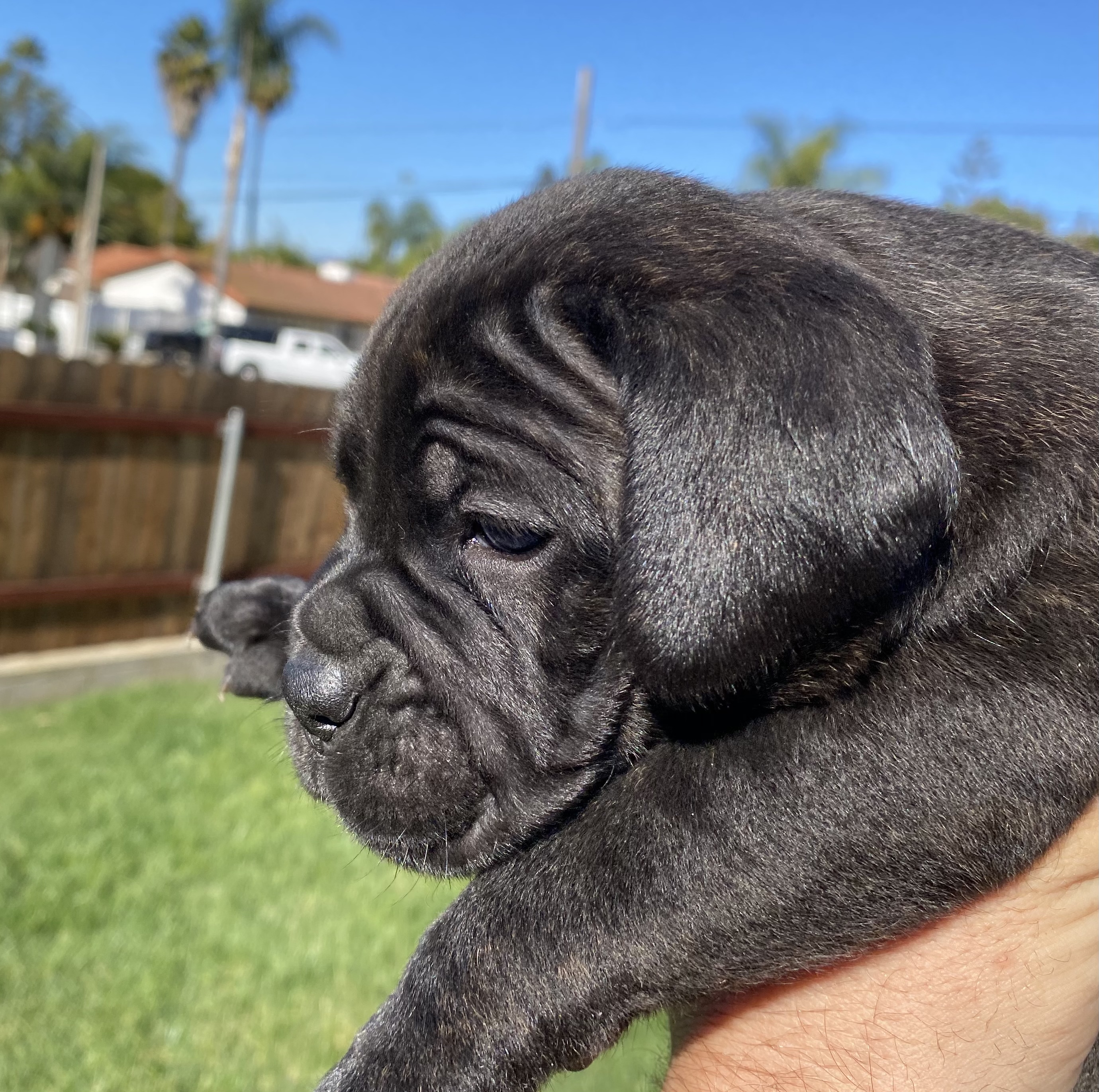 cane corso puppies