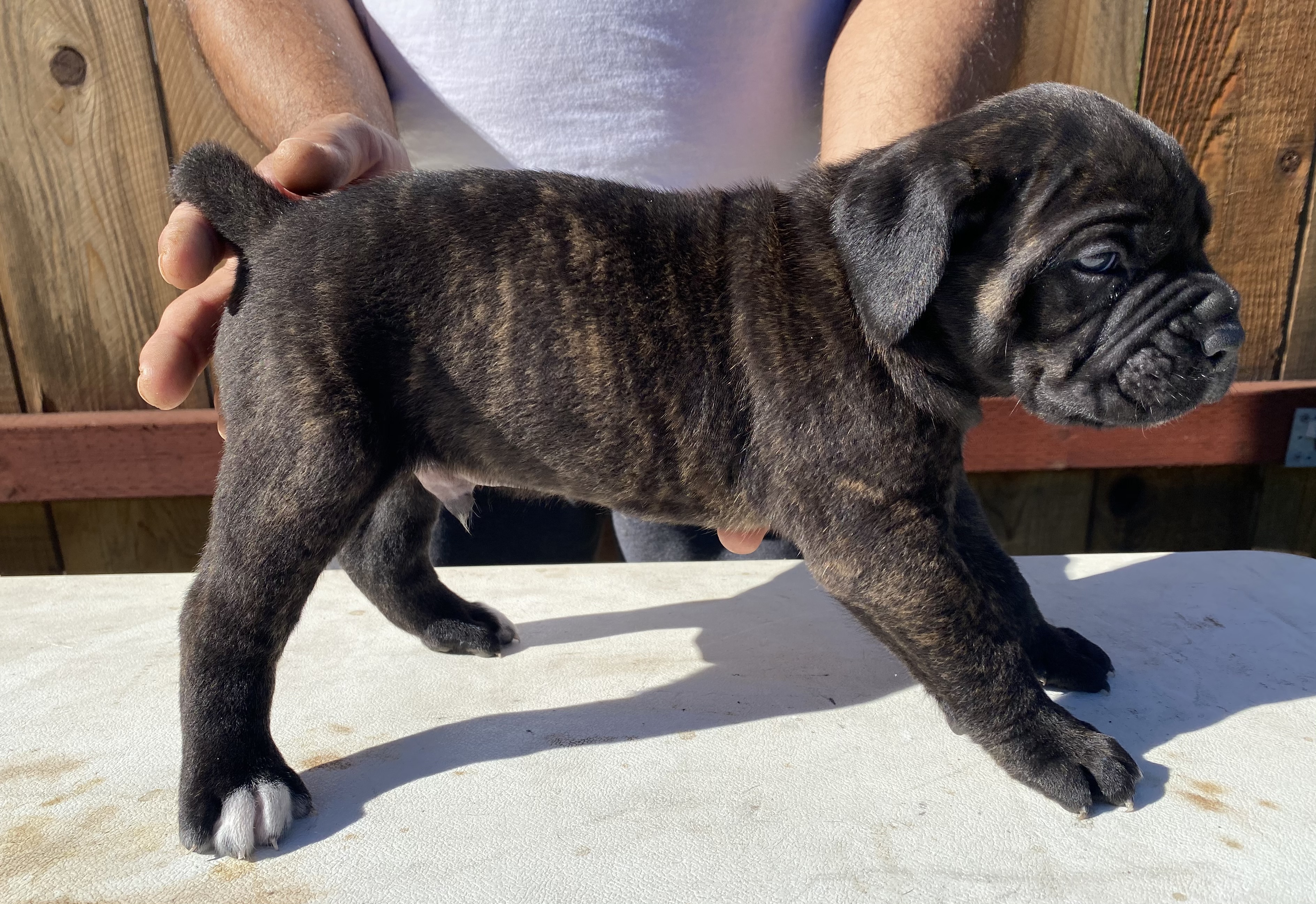 cane corso puppies
