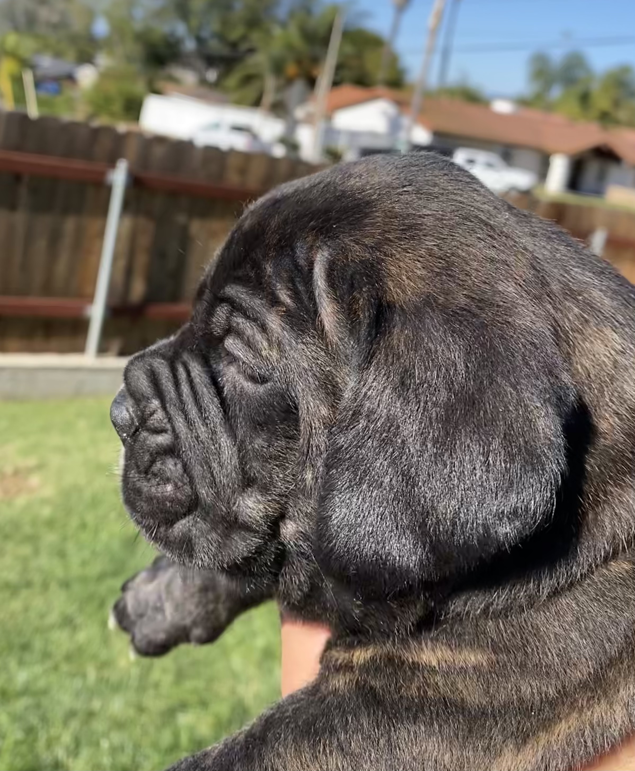 cane corso puppies